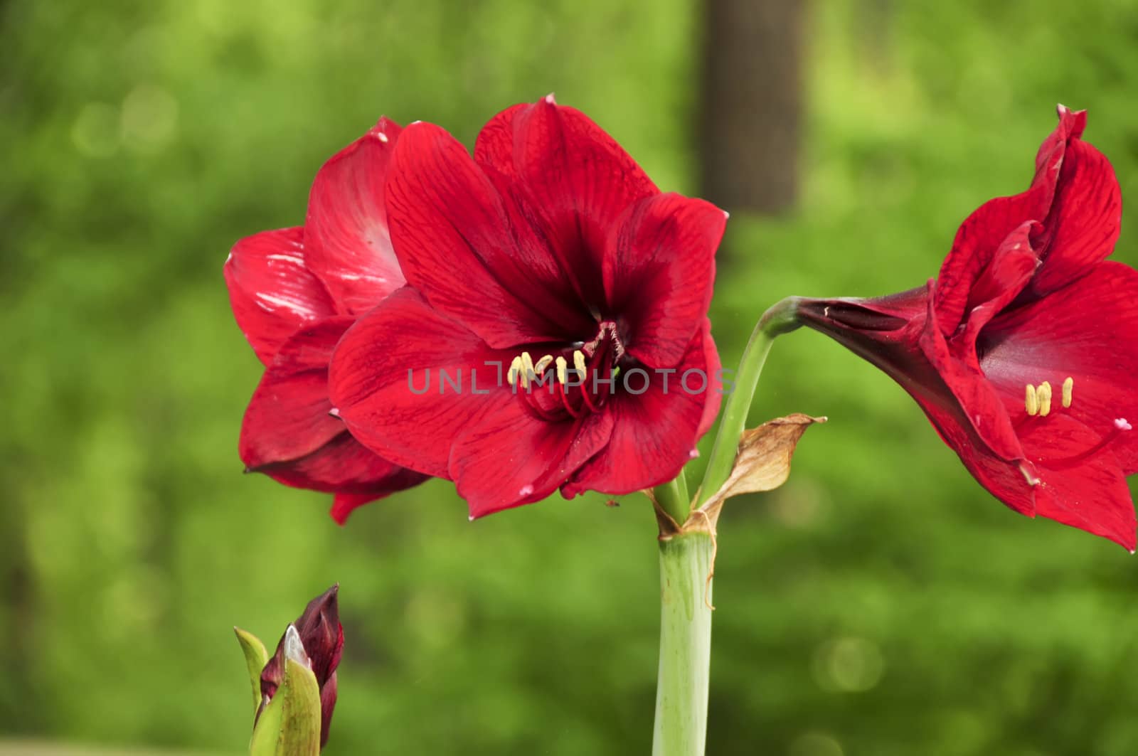 Beautiful red amerillos blooms on a green background