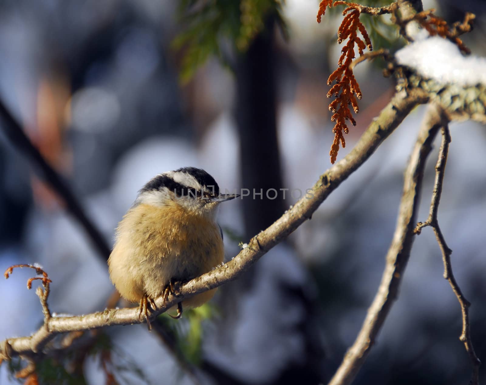 Picture of a Red-Breasted Nuthatch (Sitta Canadensis)