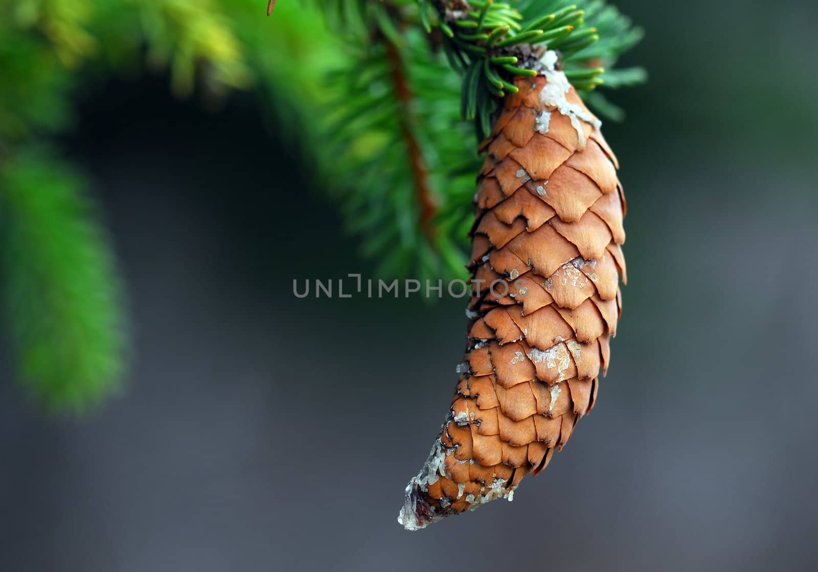 Close-up picture of a brown pine cone