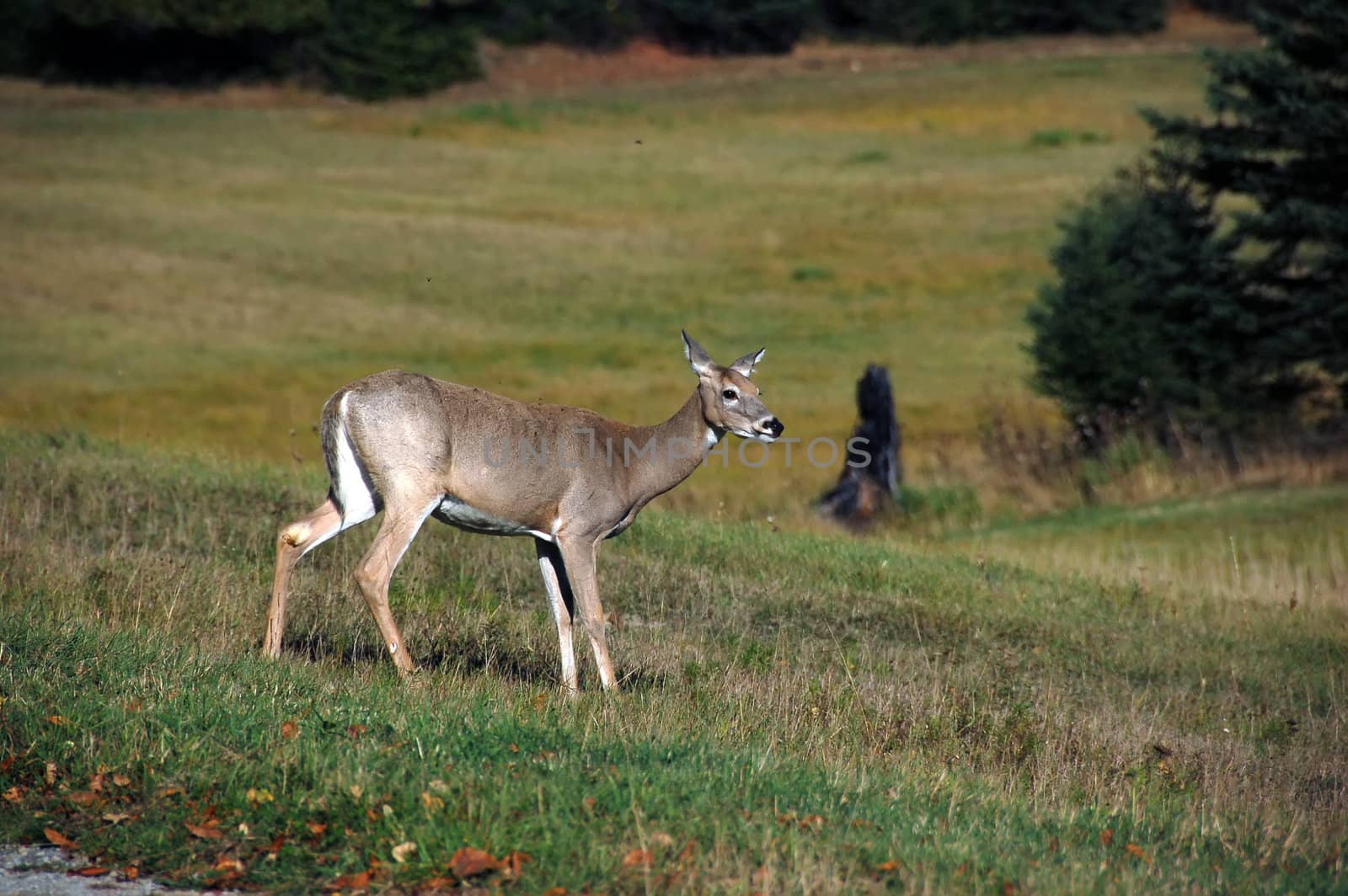 A female white-tailed deer in a farm field