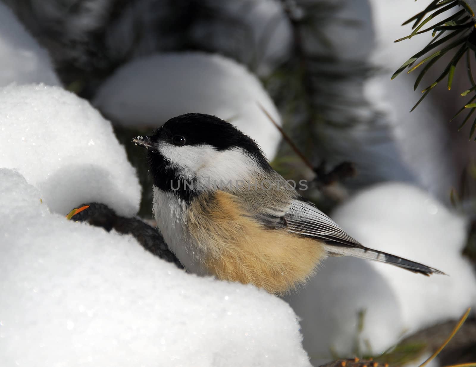 Picture of a Black-capped Chickadee (Poecile Atricapillus) in the snow