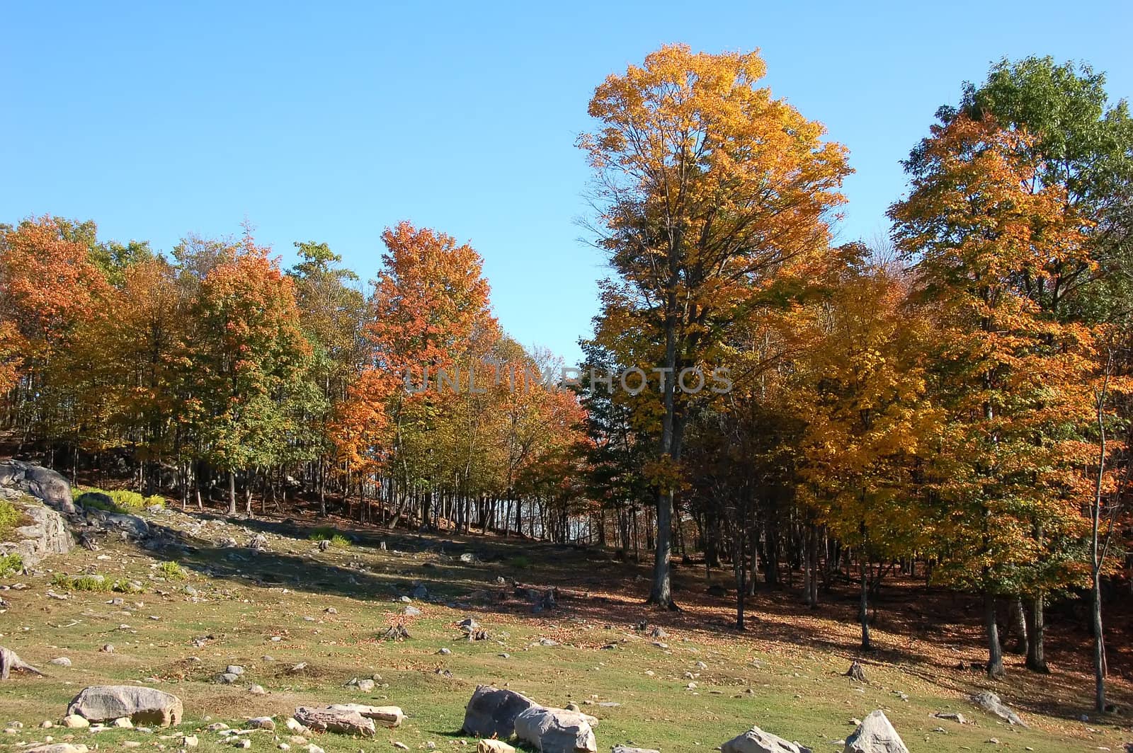A beautiful fall landscape with a bright blue sky