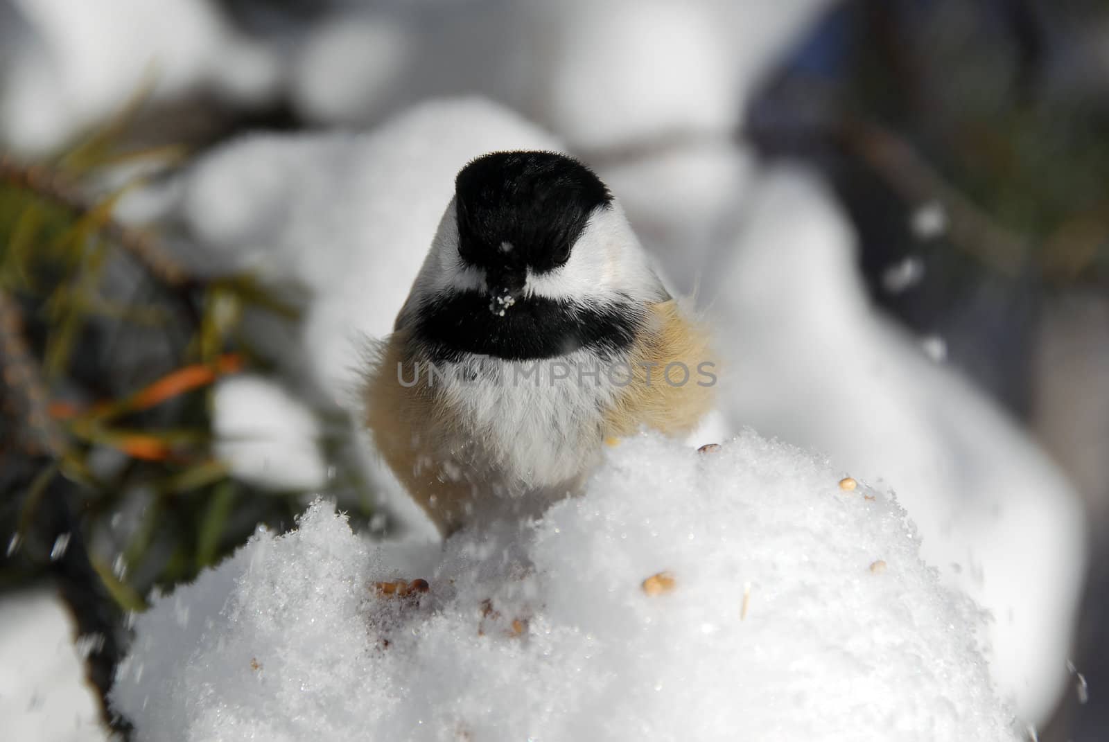 Picture of a Black-capped Chickadee (Poecile Atricapillus) in the snow