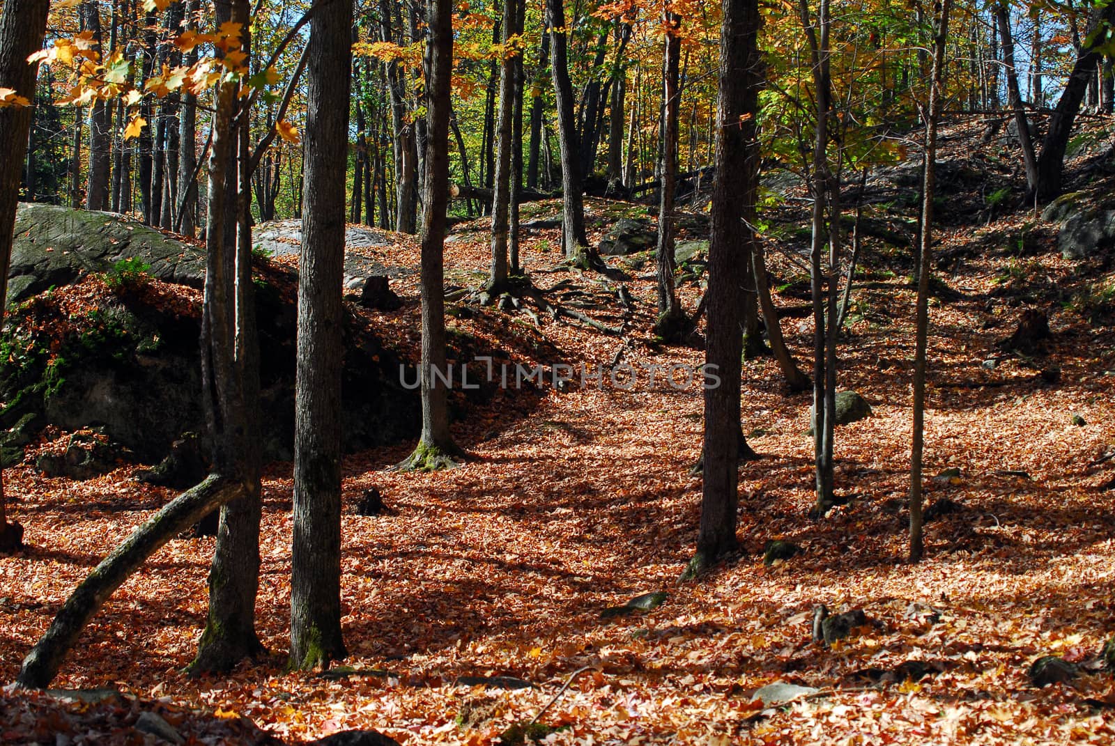 A beautiful autumn's landscape showing a path in a colorful forest