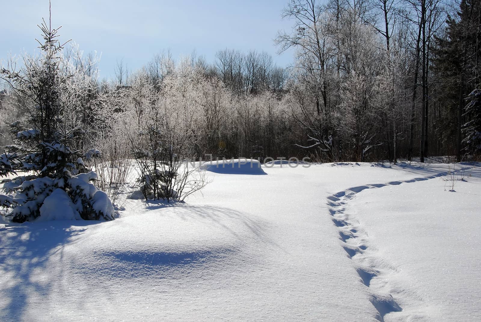 A winter landscape traces going into a forest on a cold day