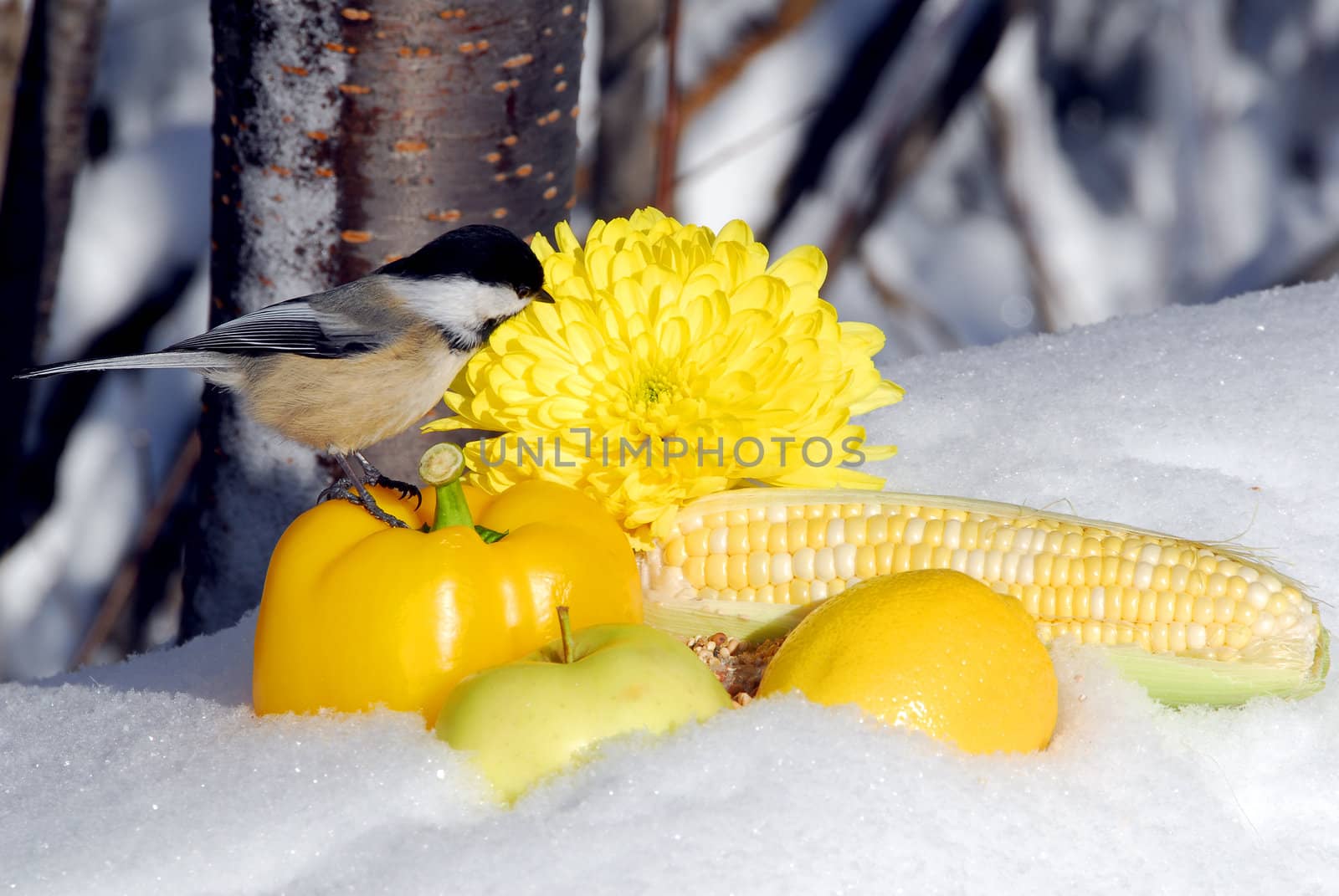 Some yellow fruits and vegetables with a Chikcadee in Winter