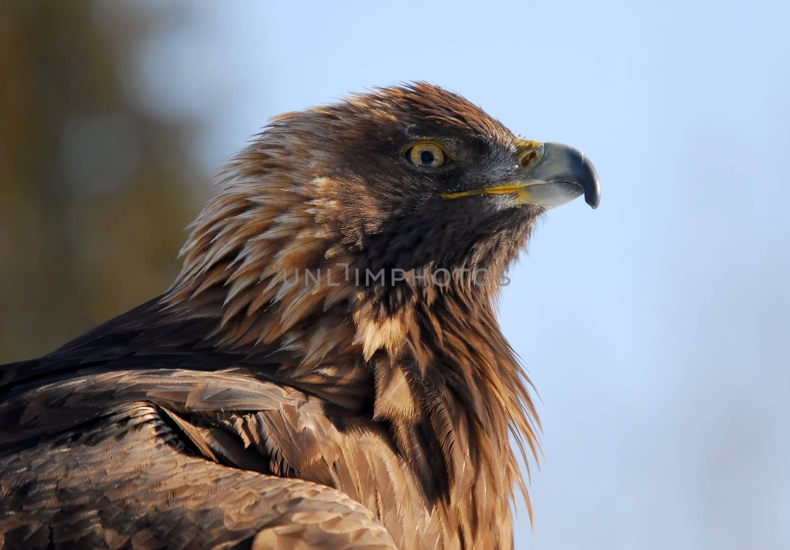 Close-up picture of a Golden Eagle