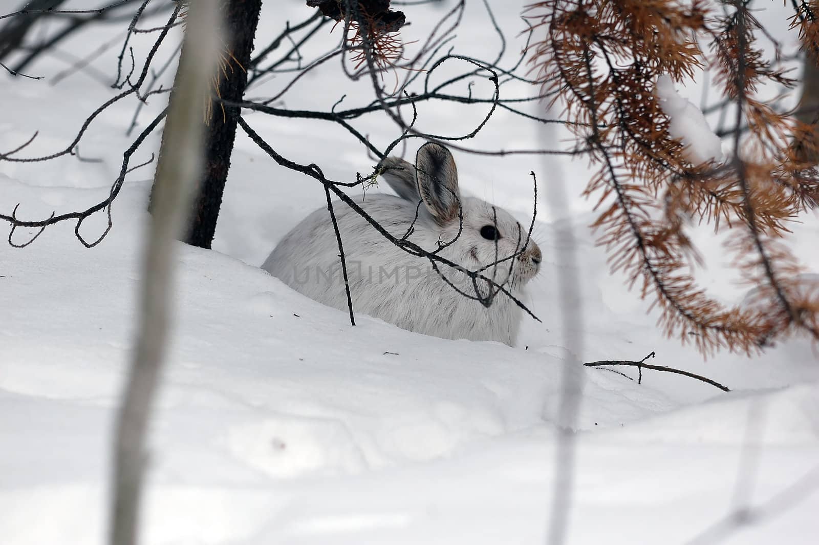 A white Snowshoe Hare in Winter