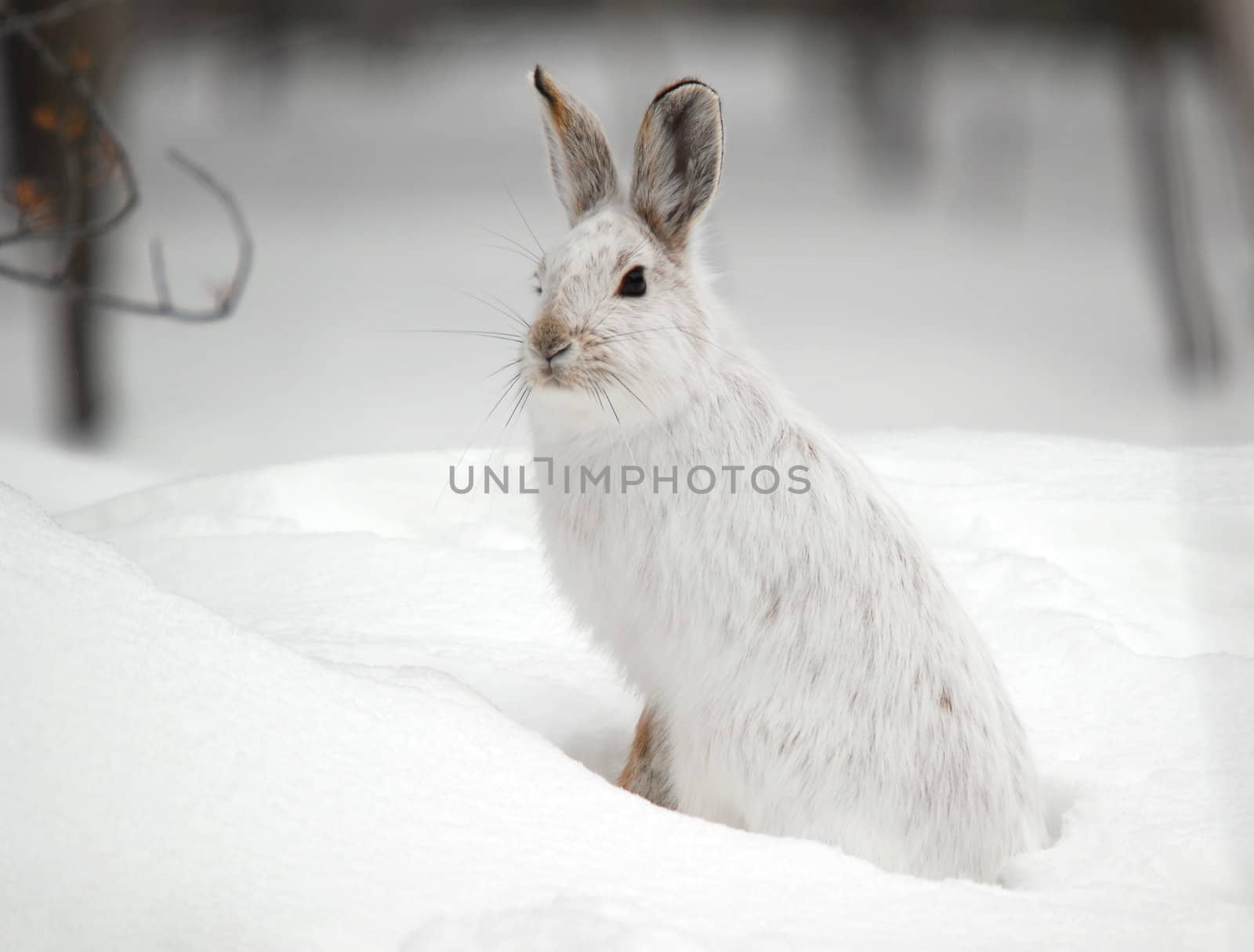 Snowshoe Hare by nialat