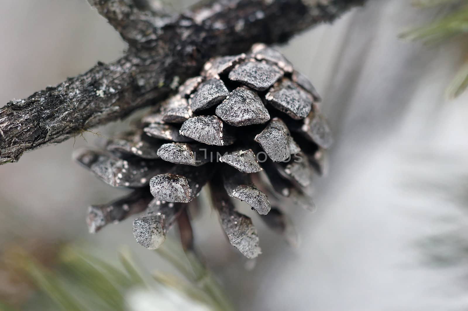 Pine Cone by nialat