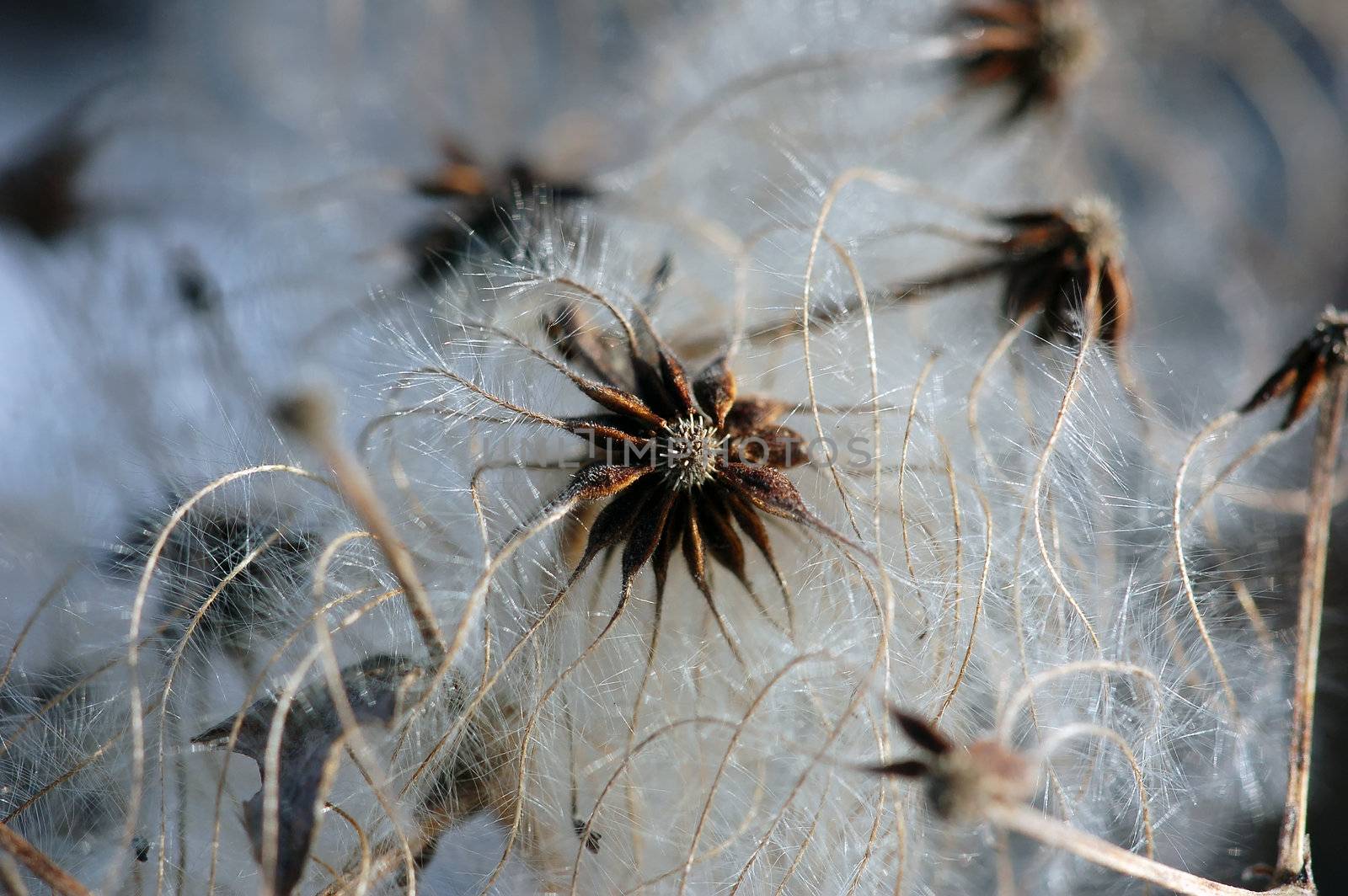 A dried flower looking like a star