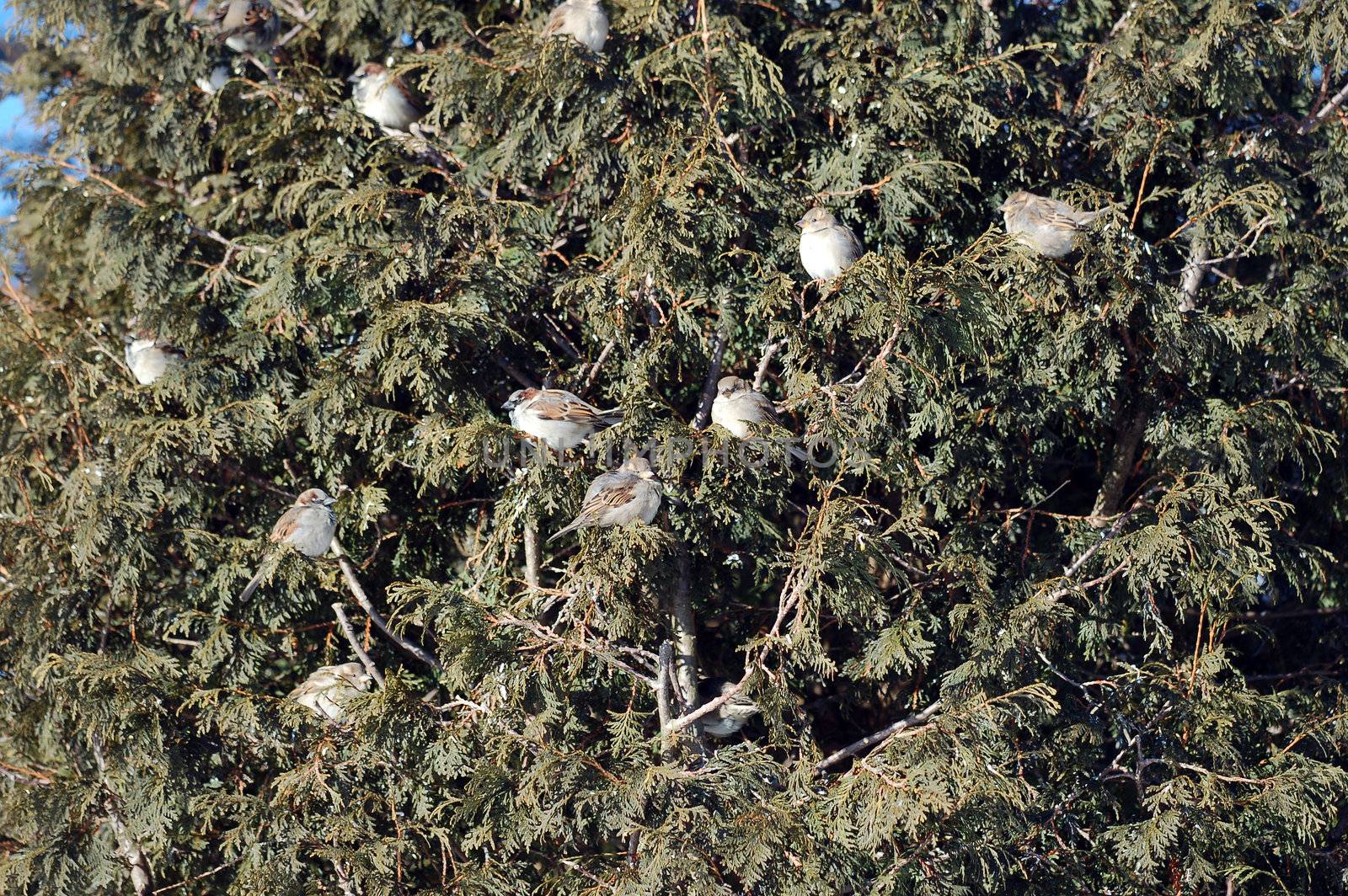 Lots of House Sparrows in a tree 