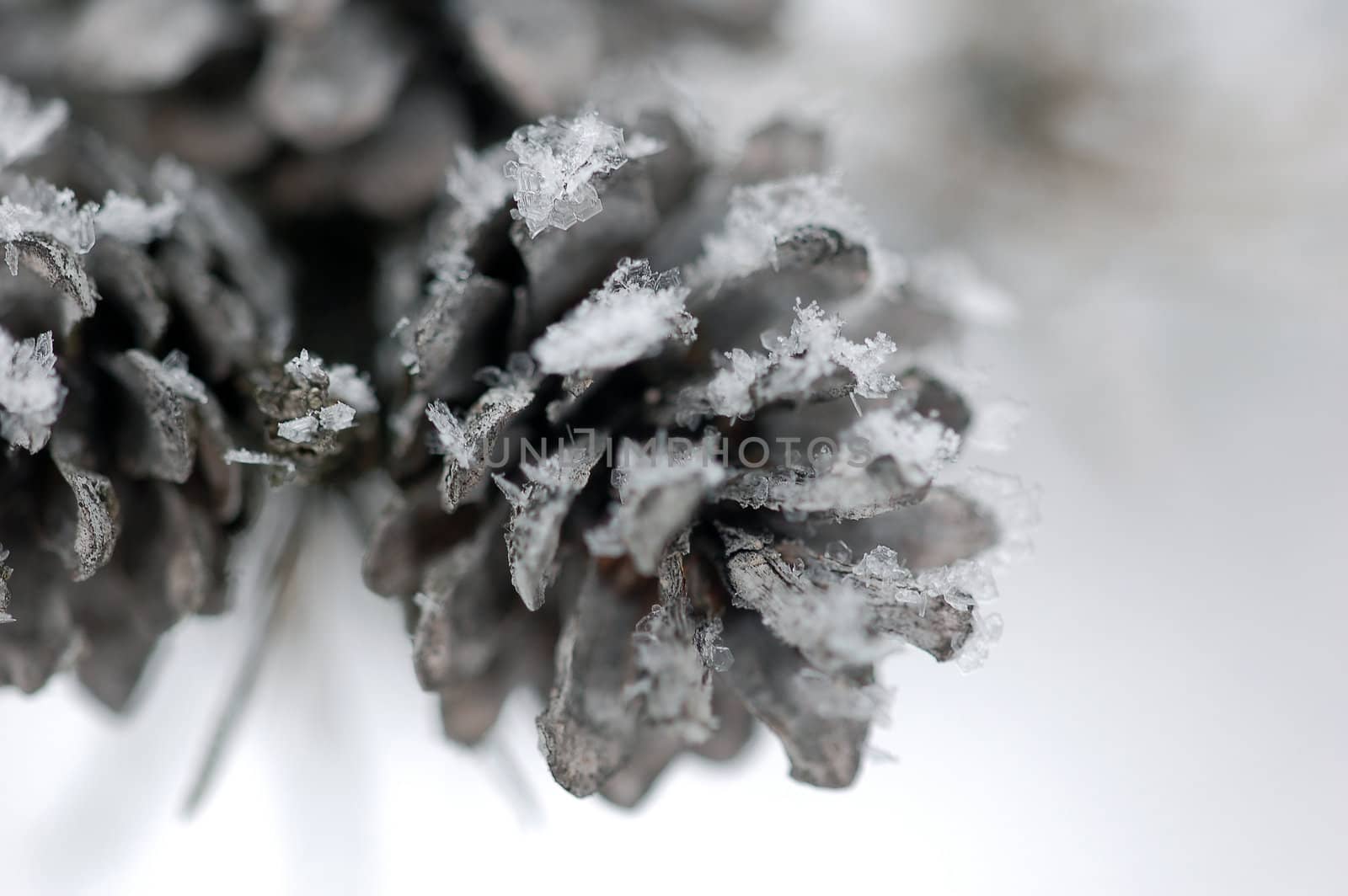 Close-up picture of a frozen pine cone