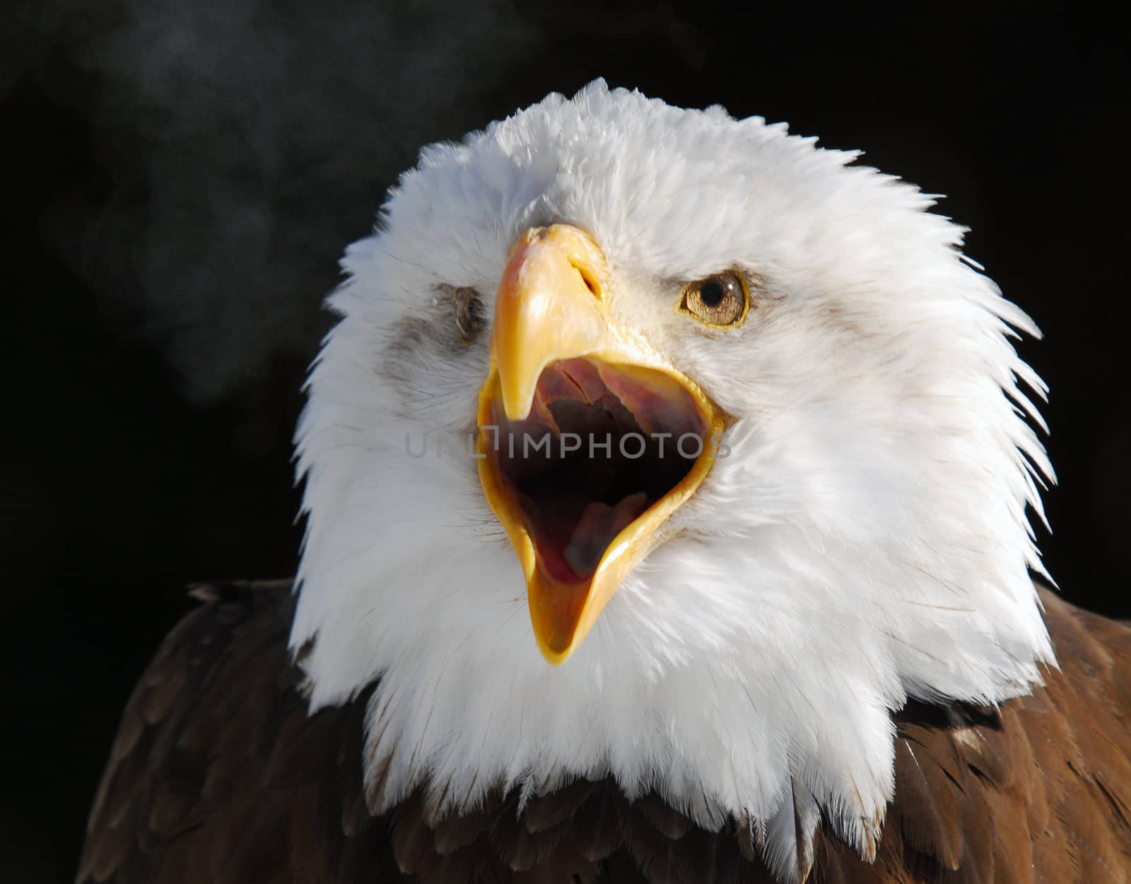 Close-up picture of a Screaming American Bald Eagle 