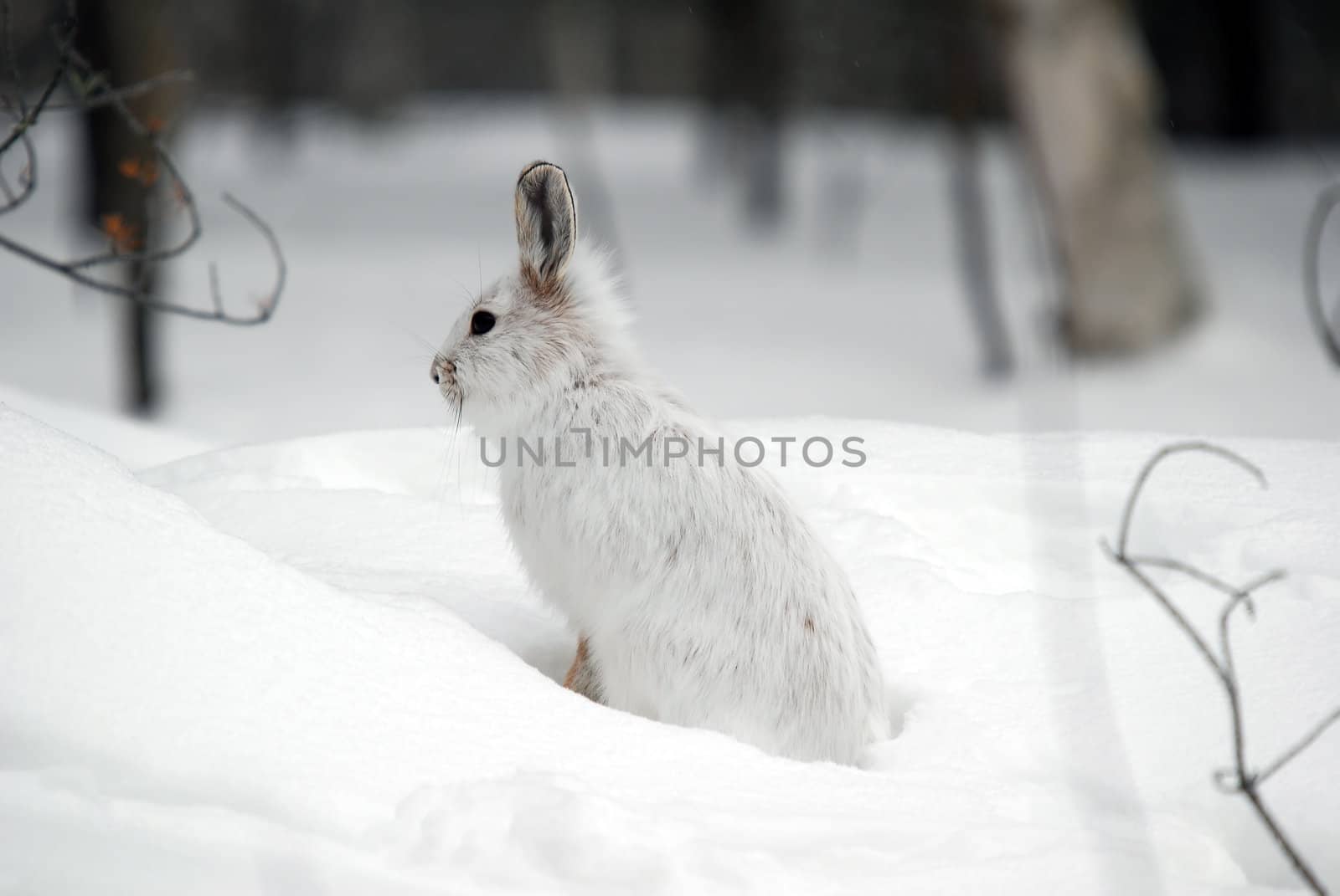 A white Snowshoe Hare in Winter