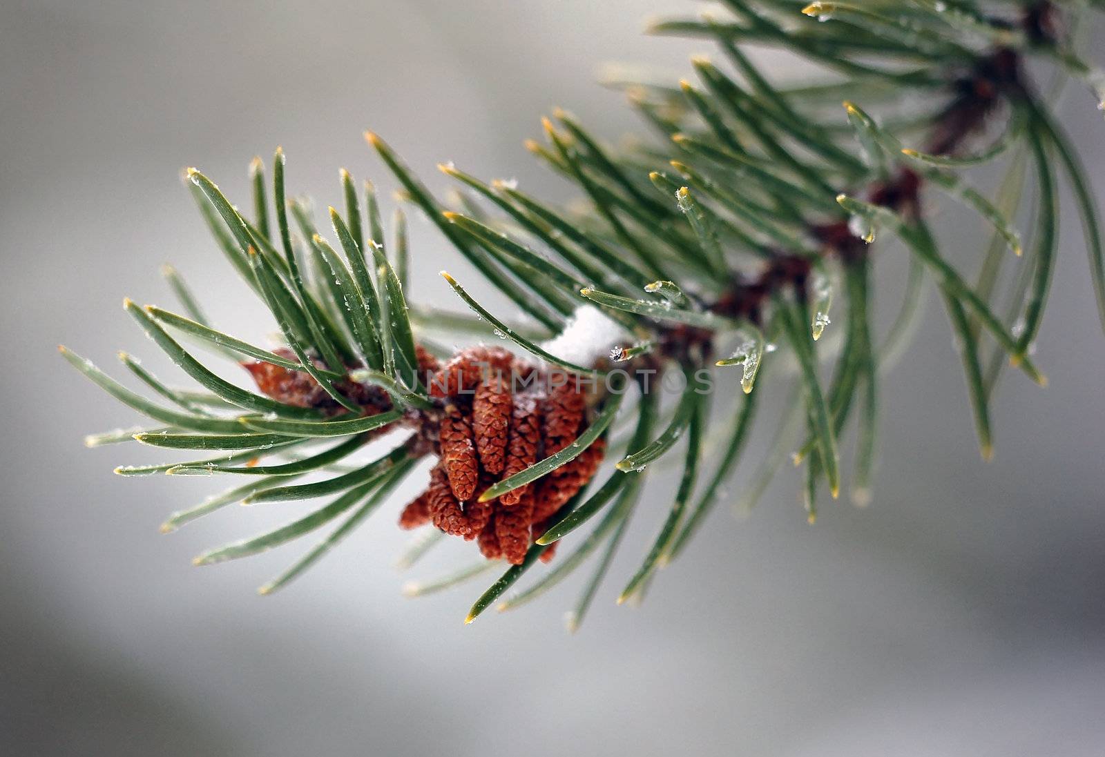 Close-up of an evergreen branch