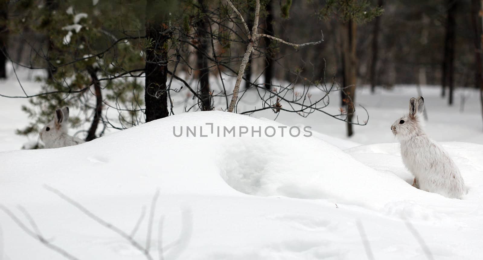 A white Snowshoe Hare in Winter