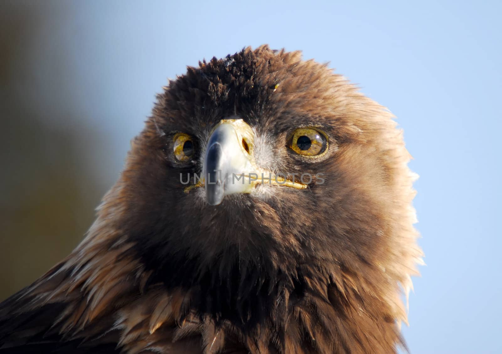 Close-up picture of a Golden Eagle