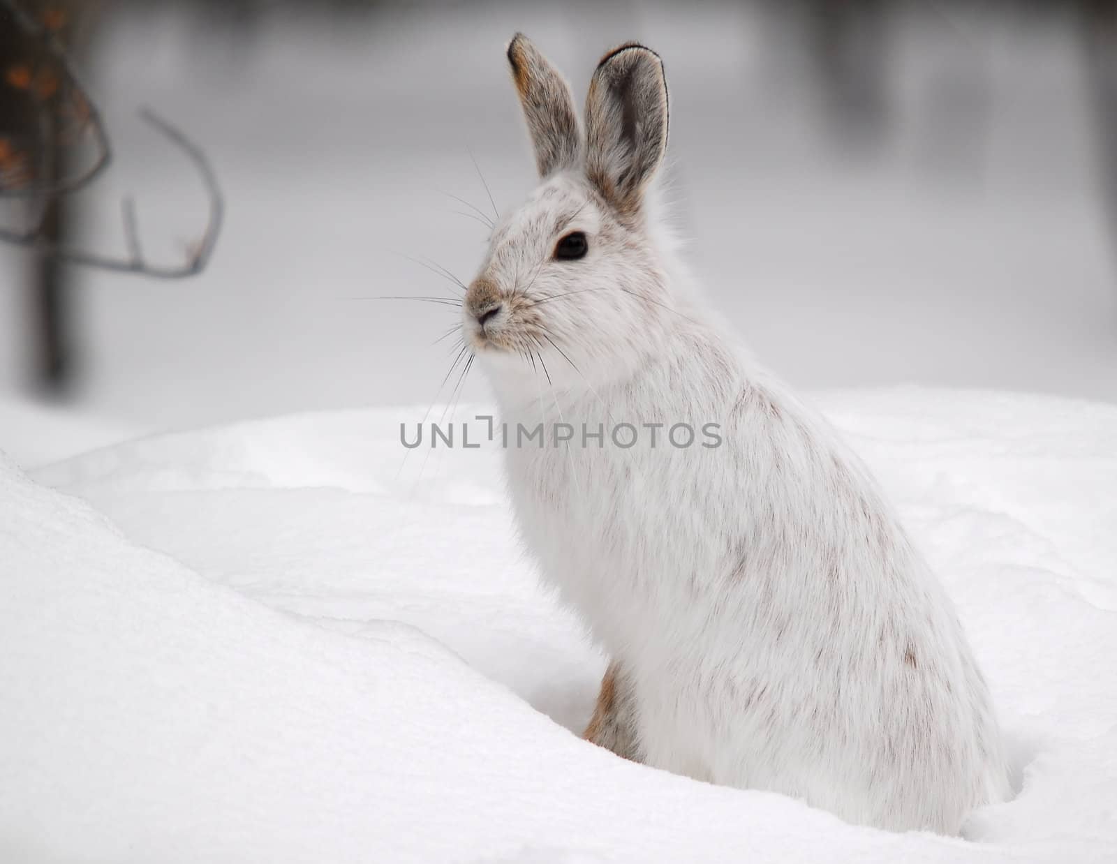 Snowshoe Hare by nialat