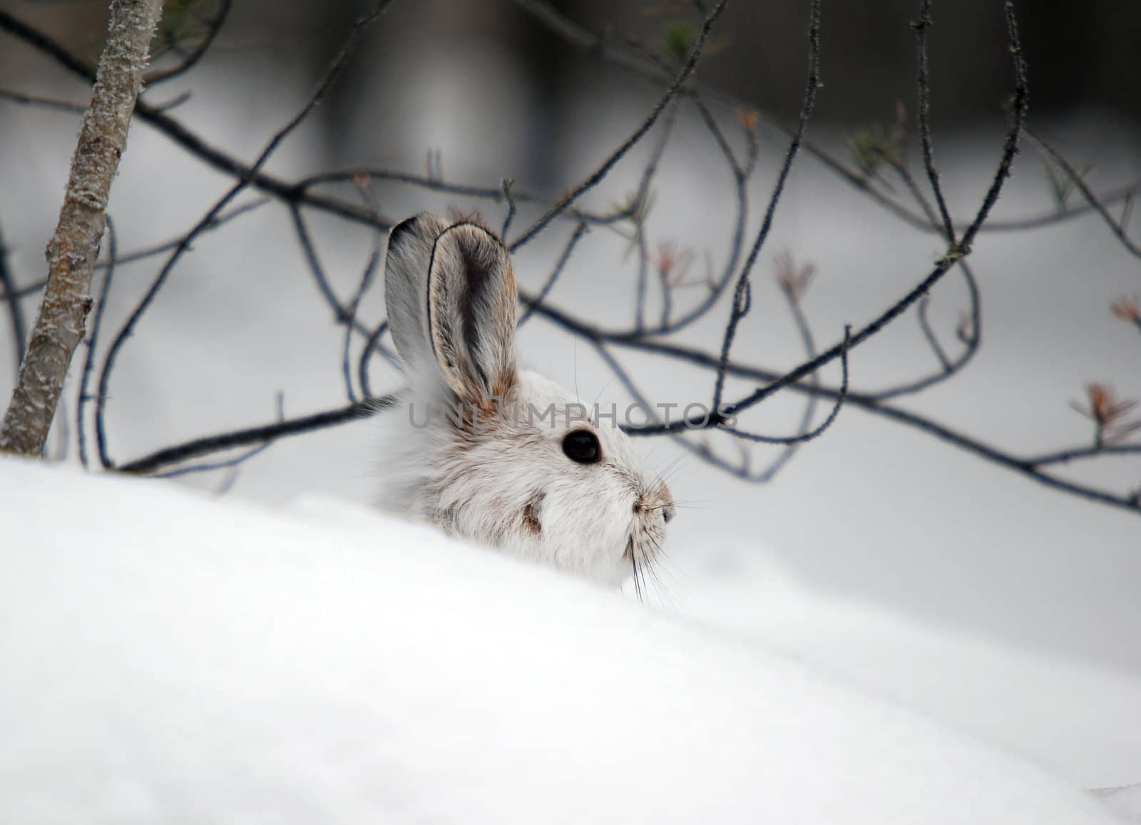 A white Snowshoe Hare in Winter