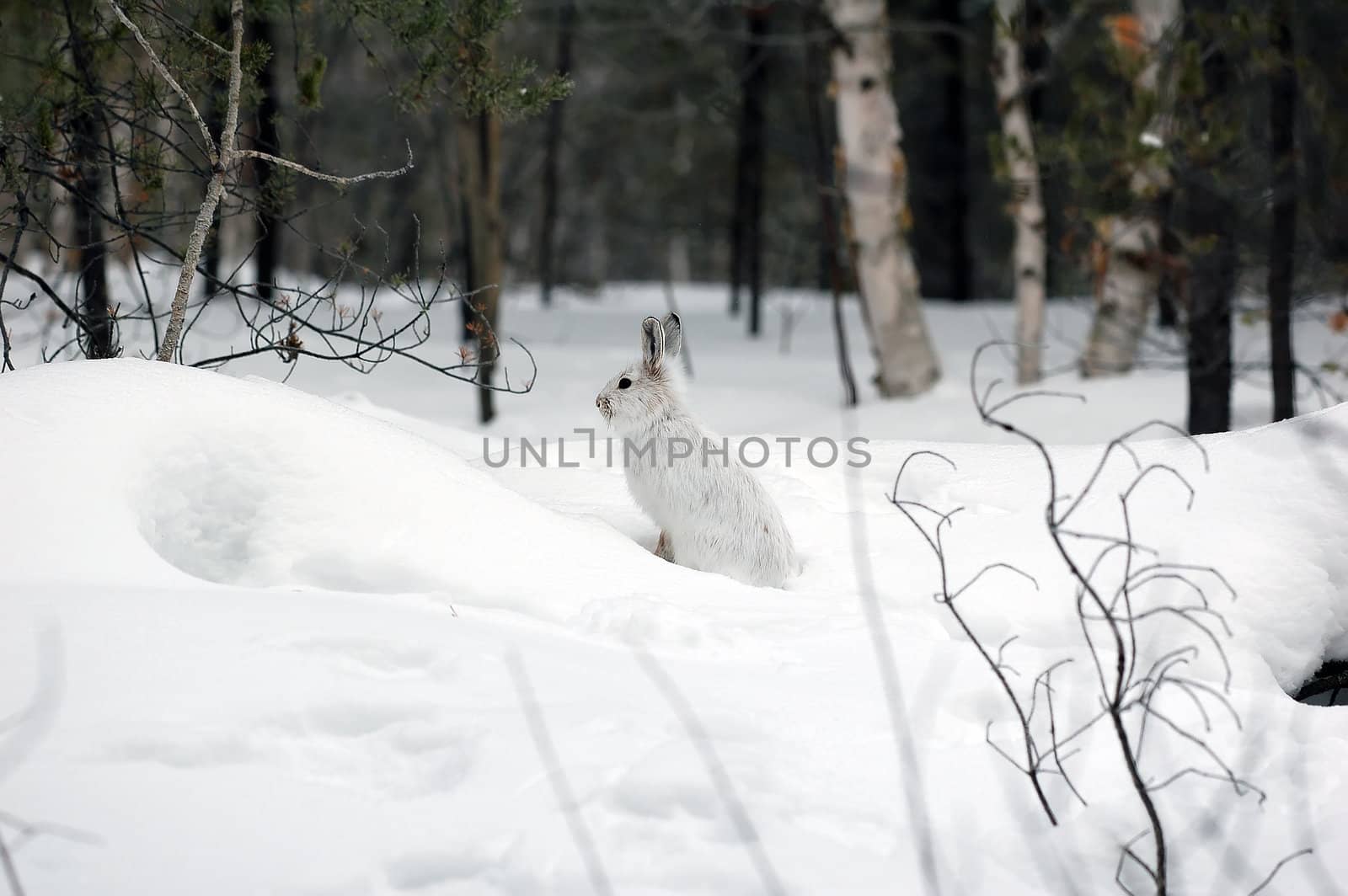 Snowshoe Hare by nialat