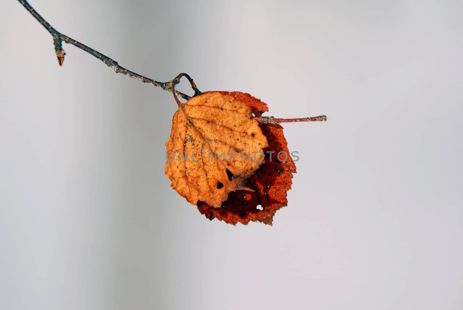 Close-up picture of a dead leave in winter