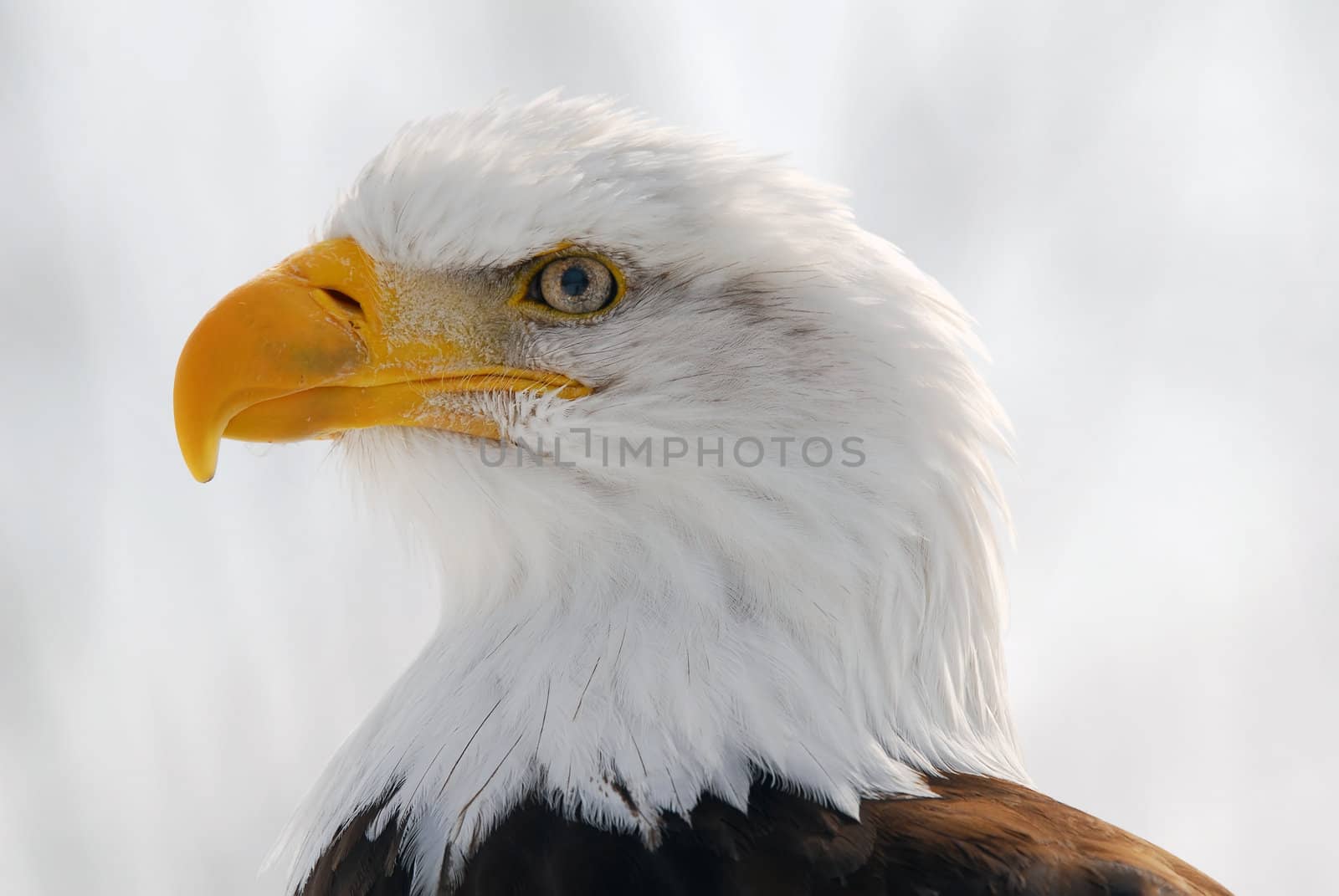 Close-up picture of an American Bald Eagle