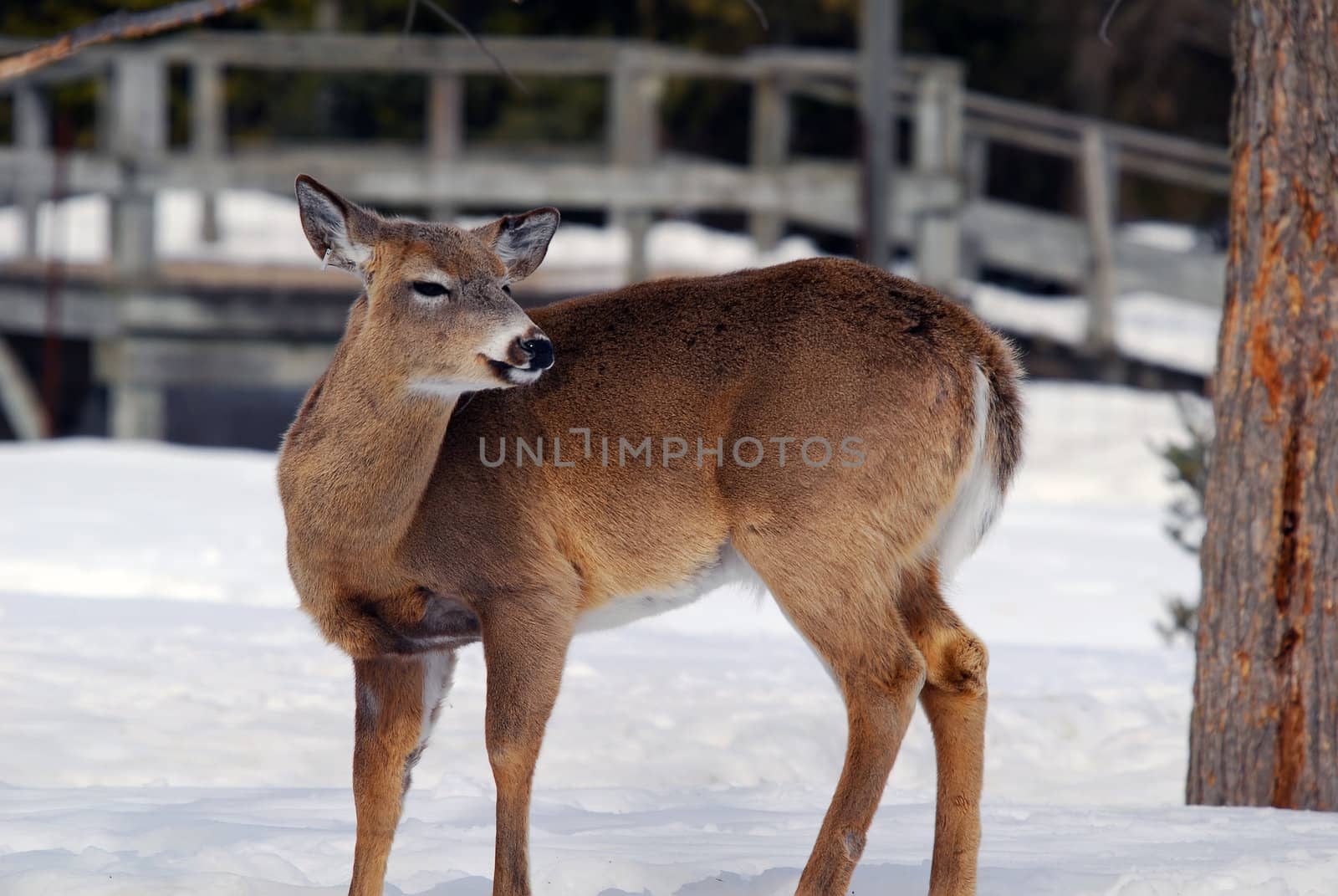 Close-up picture of a White-tailed deer 