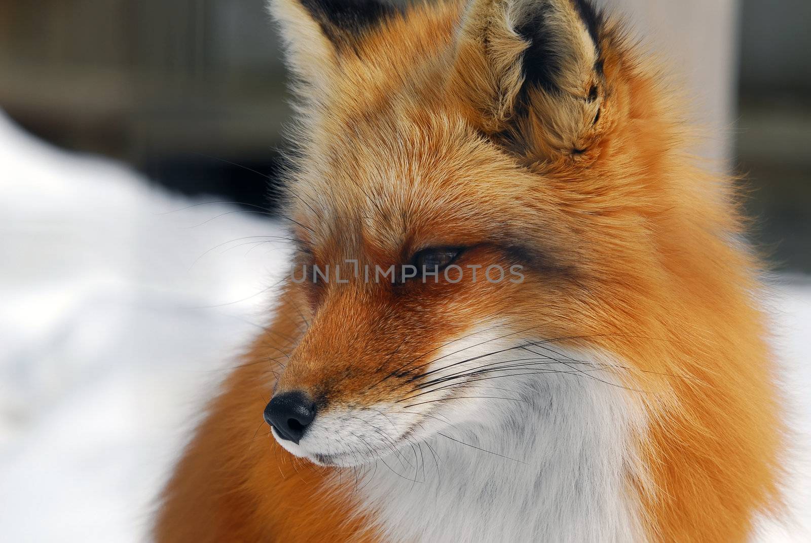 Red Fox by nialat