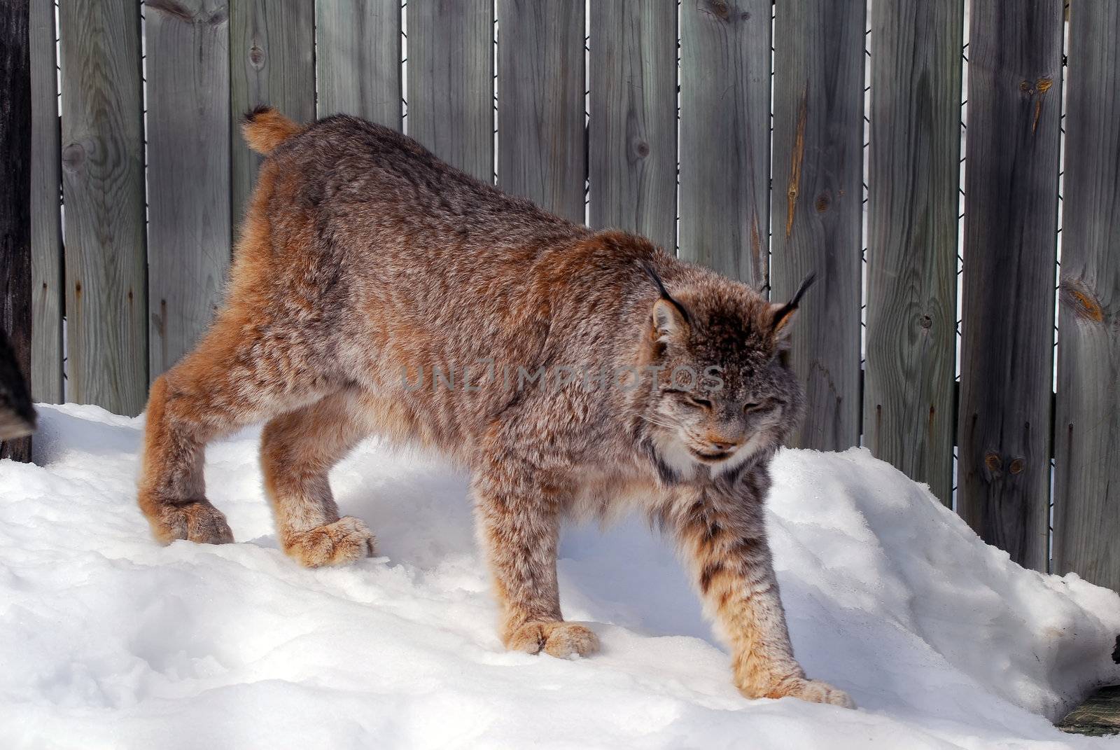 Close-up picture of a canada Lynx in captivity