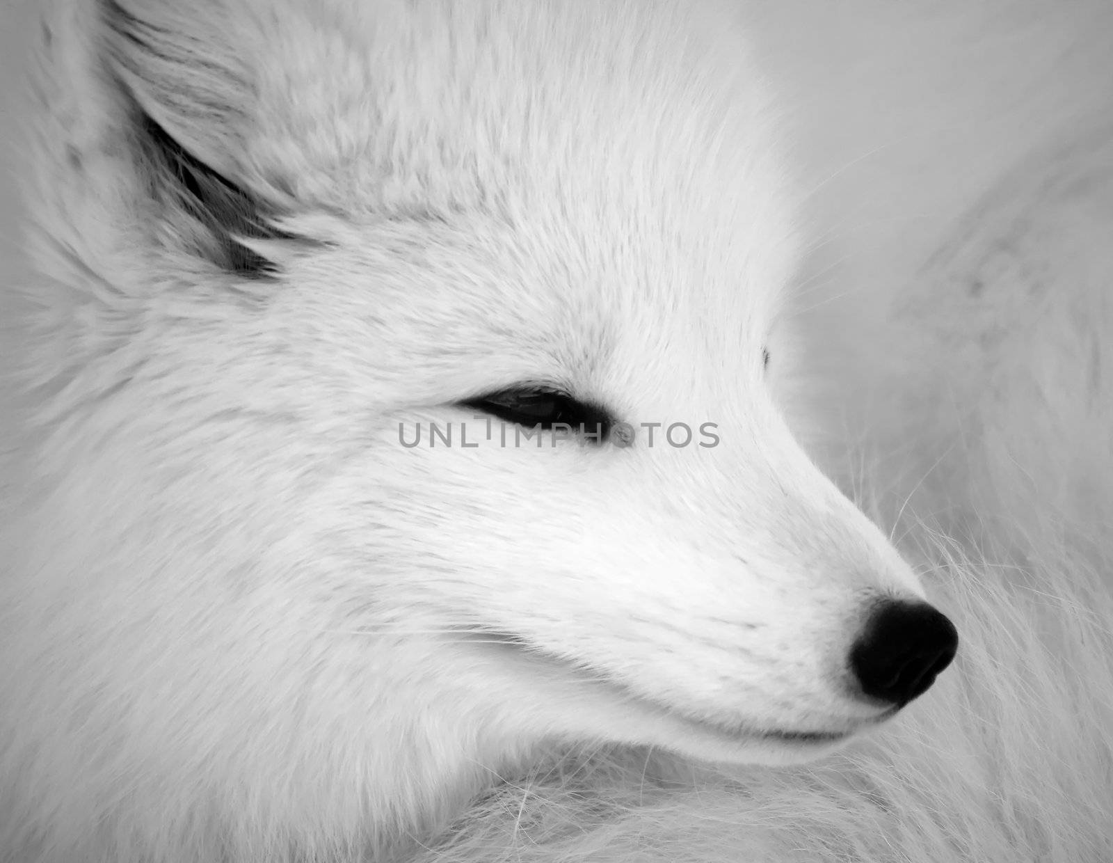 Close picture of an Arctic Fox in B&W