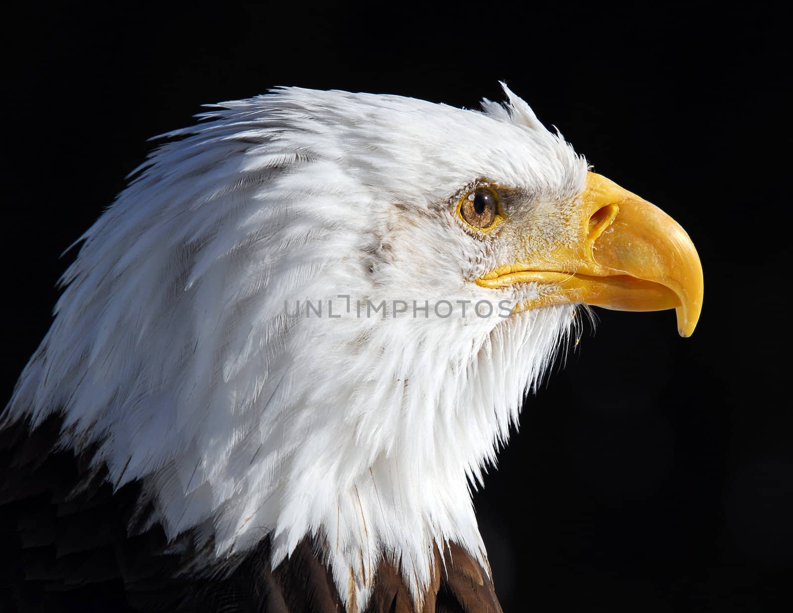 Close-up picture of an American Bald Eagle 