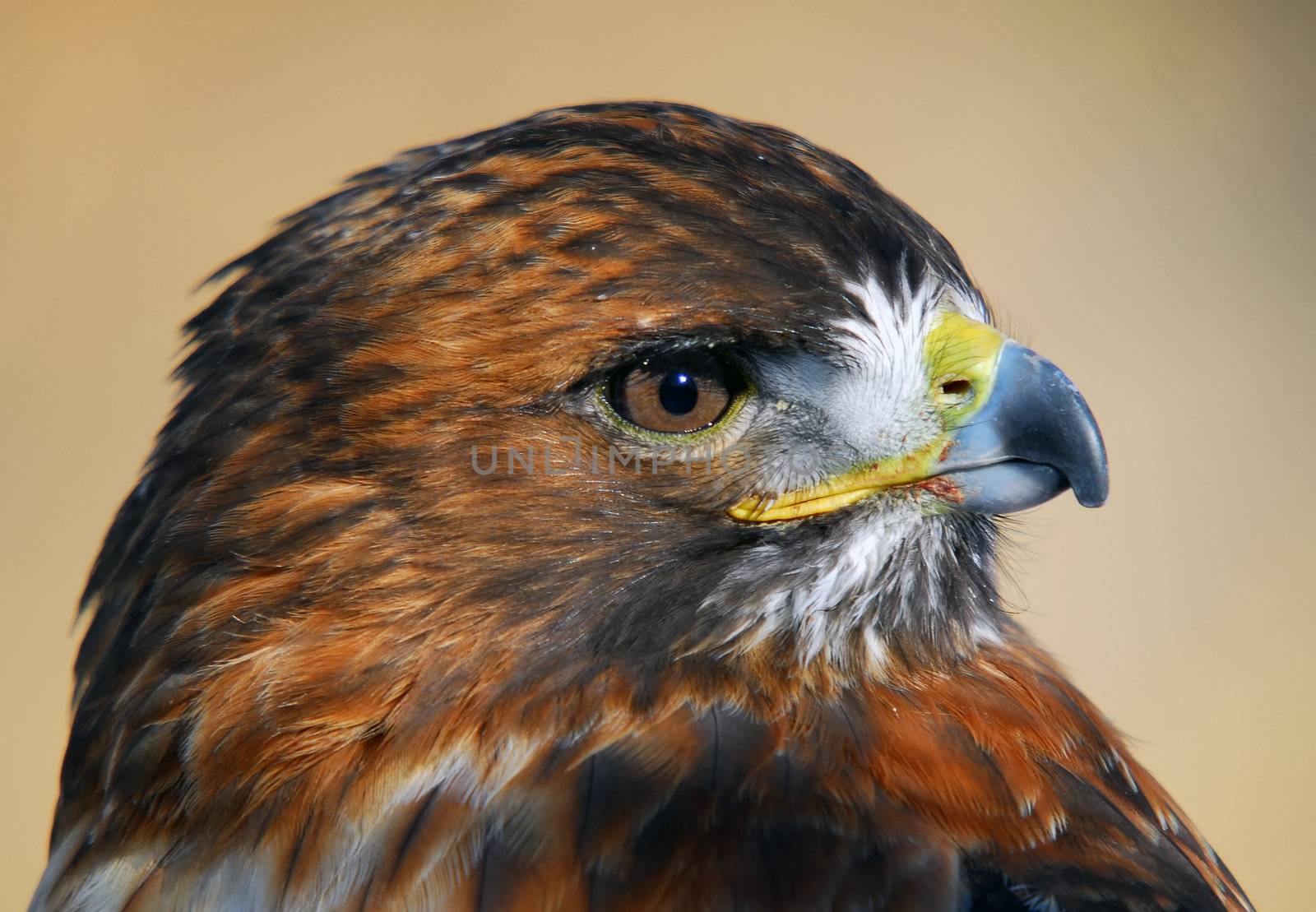 Close-up picture of a Red-tailed Hawk (Buteo jamaicensis)