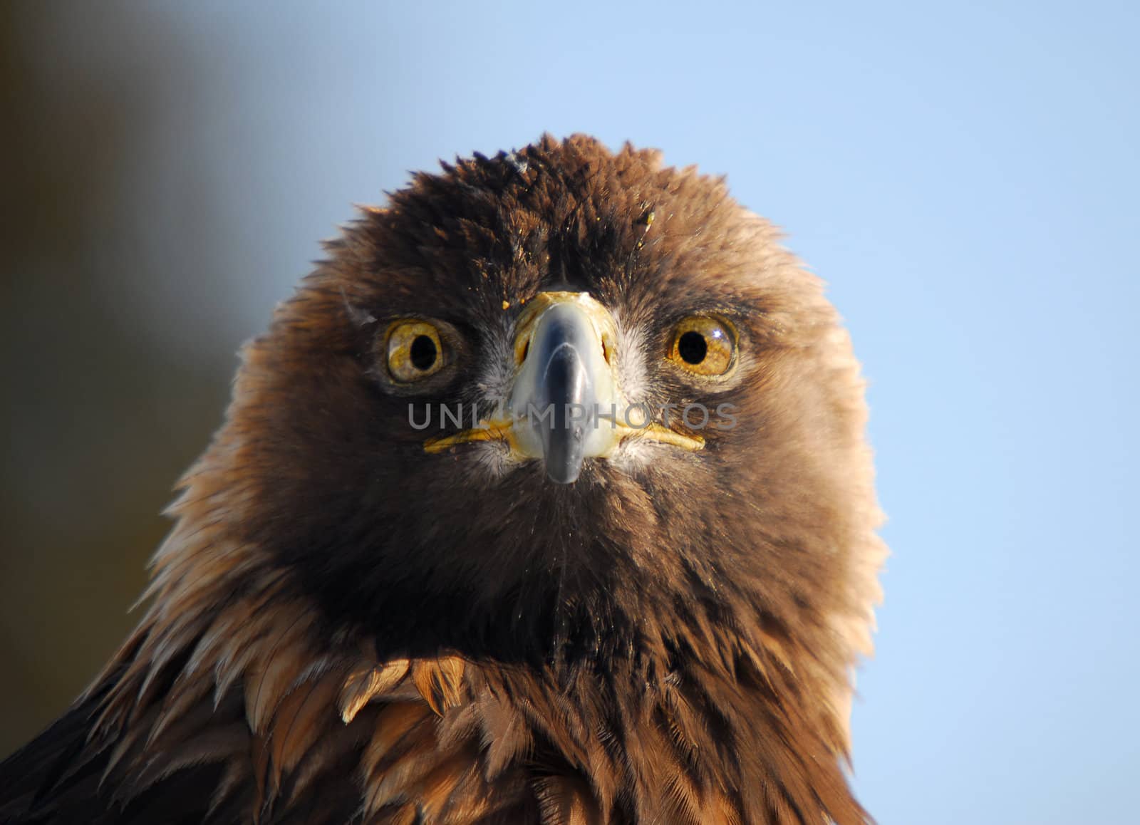 Close-up picture of a Golden Eagle