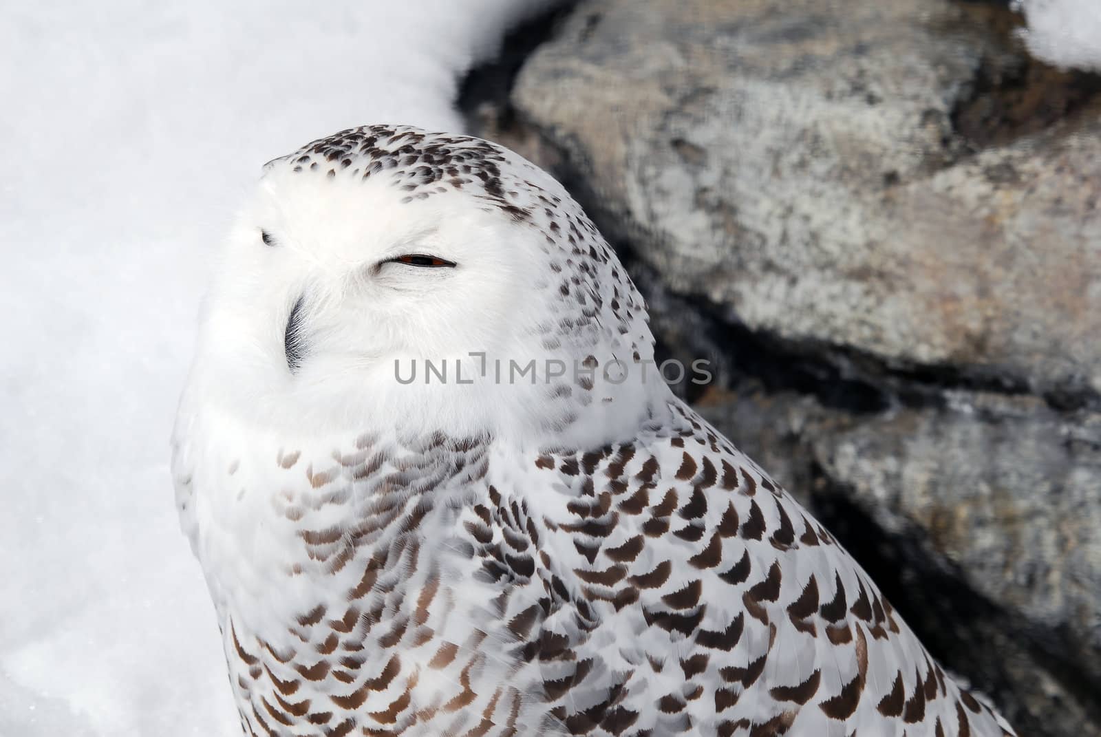 Close-up picture of a male Snowy Owl