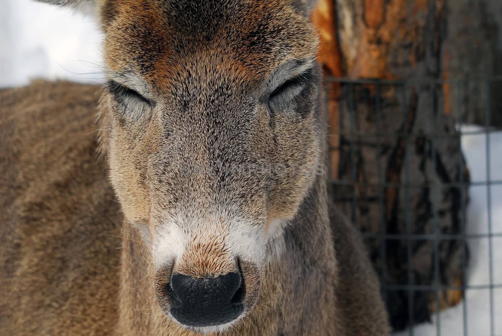 Close-up picture of a White-tailed deer 