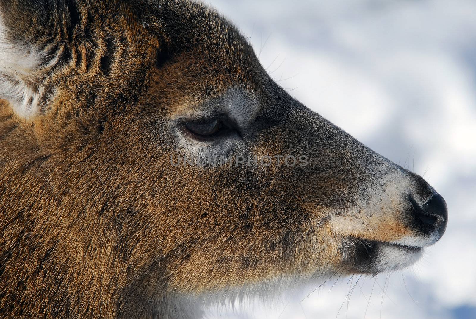 White-tailed deer  by nialat