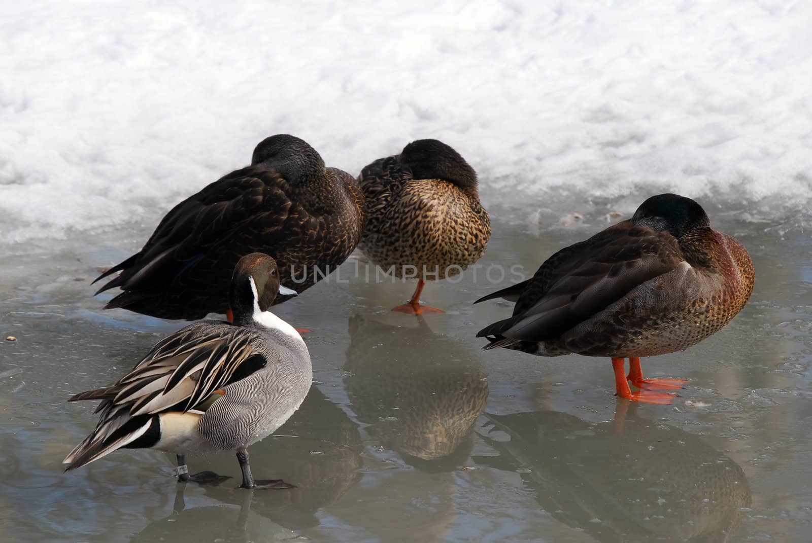 Picture of four ducks on a frozen pond