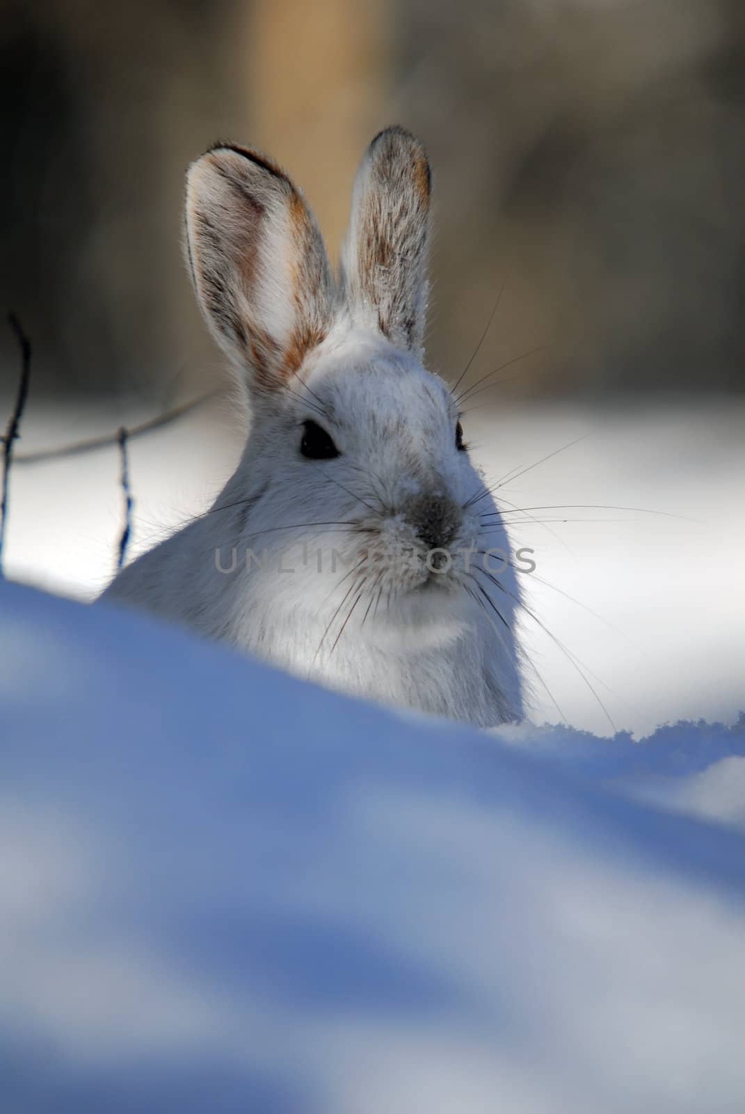 Picture of a wild Snowshoe hare in Winter