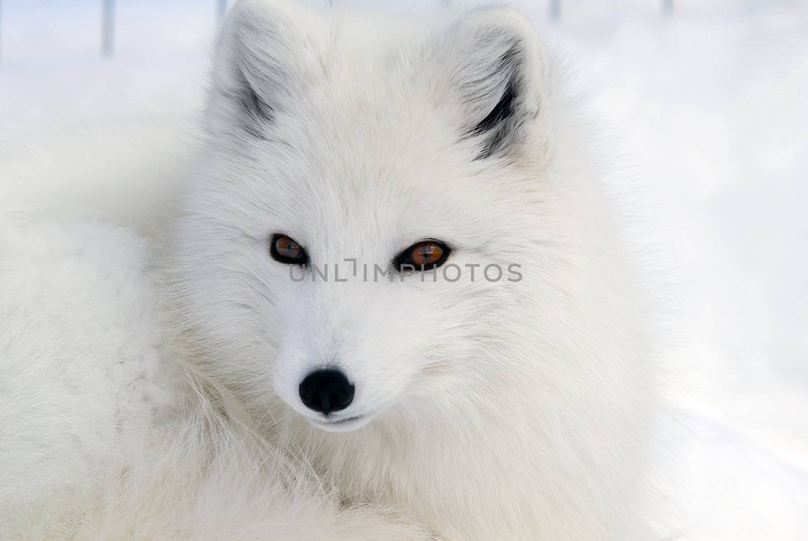 Close-up picture of an Arctic Fox