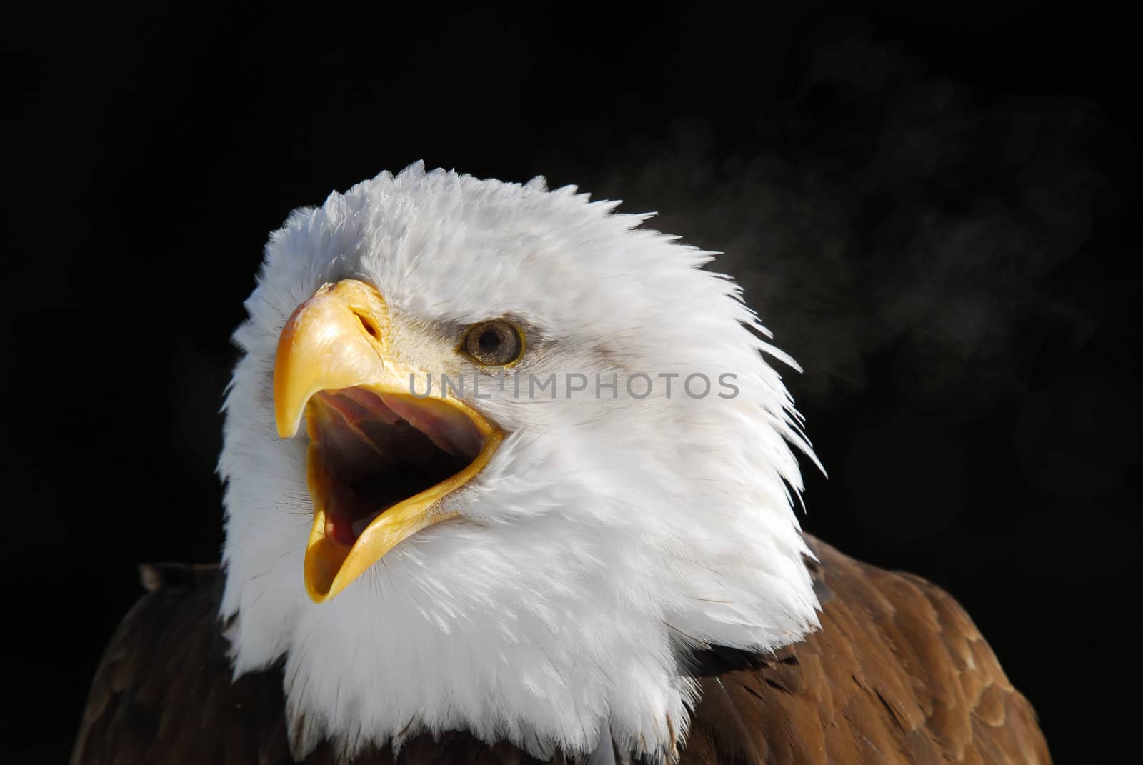 Close-up picture of an American Bald Eagle