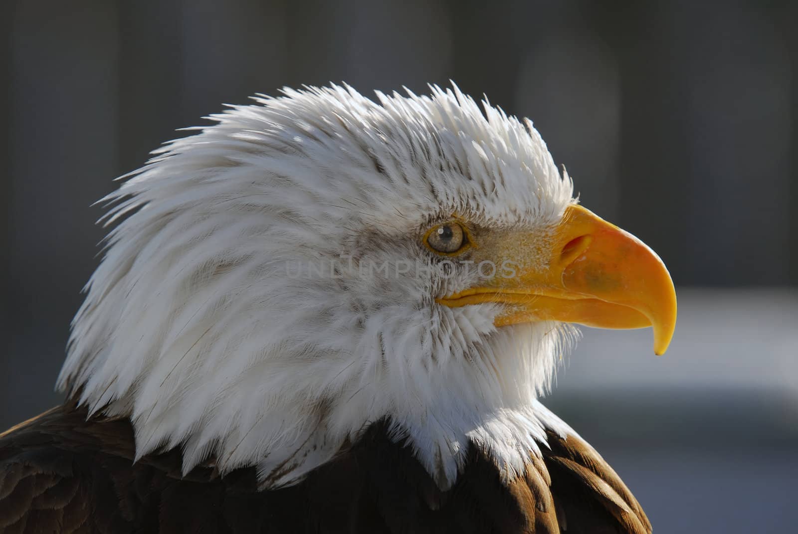 American Bald Eagle by nialat