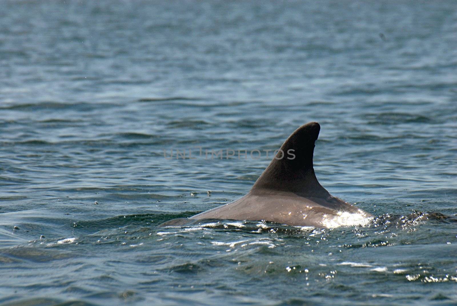 Free dolphin playing in the Caribbean sea. Bocas del Toro, North Panama