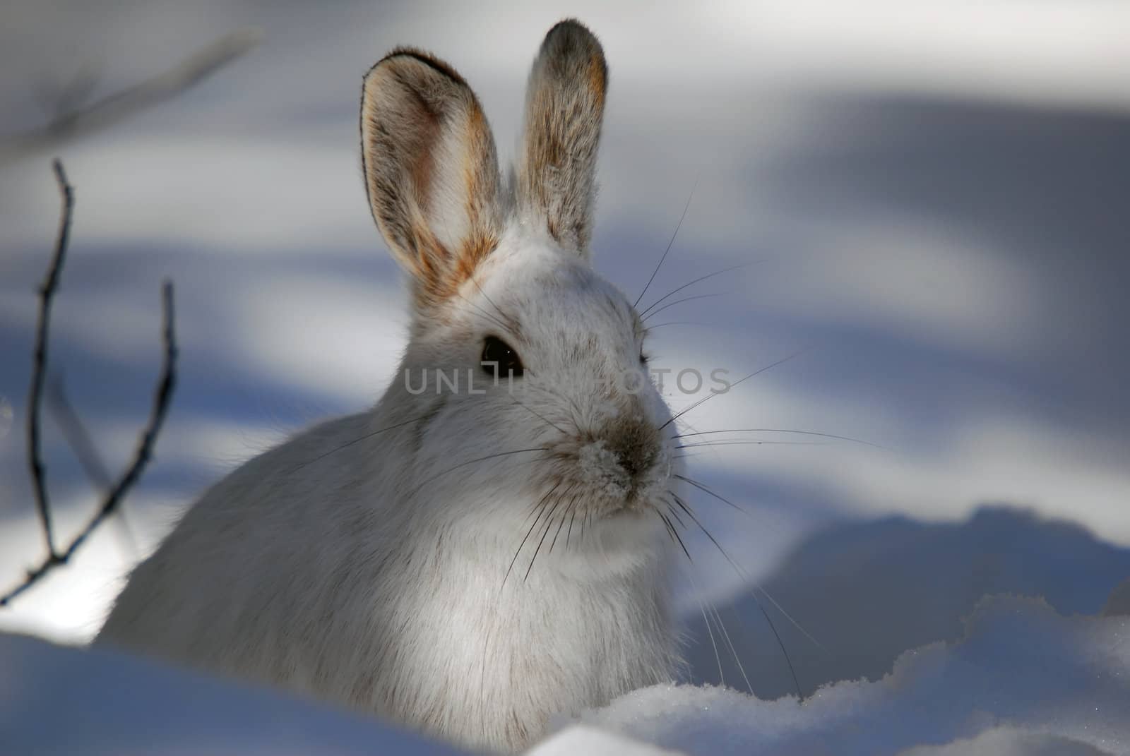 Picture of a wild Snowshoe hare in Winter