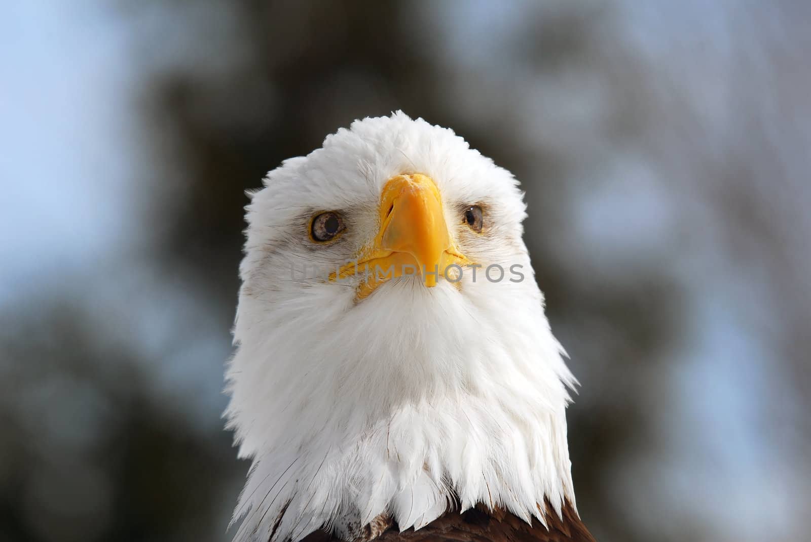 Close-up picture of an American Bald Eagle