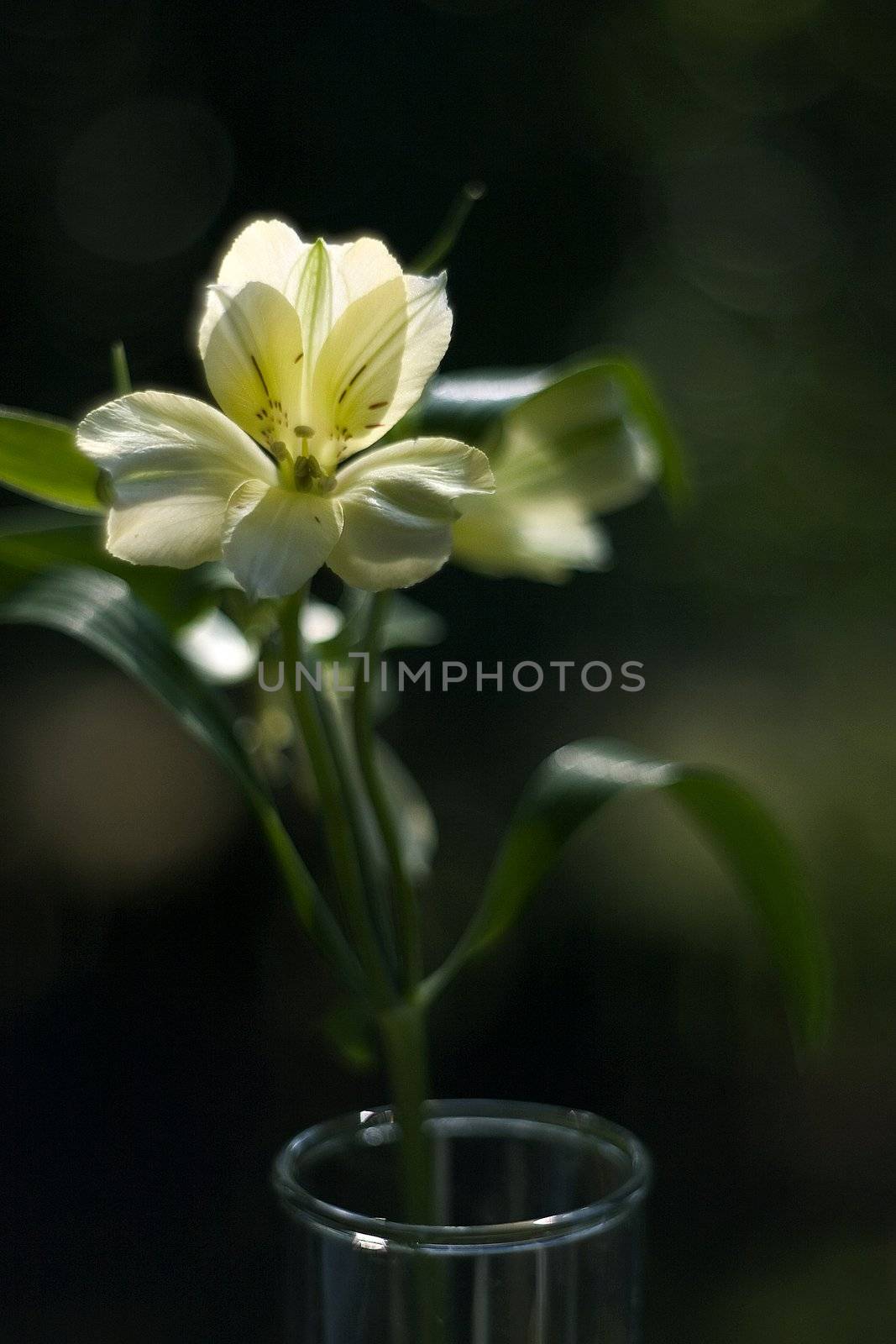 White flower by miradrozdowski