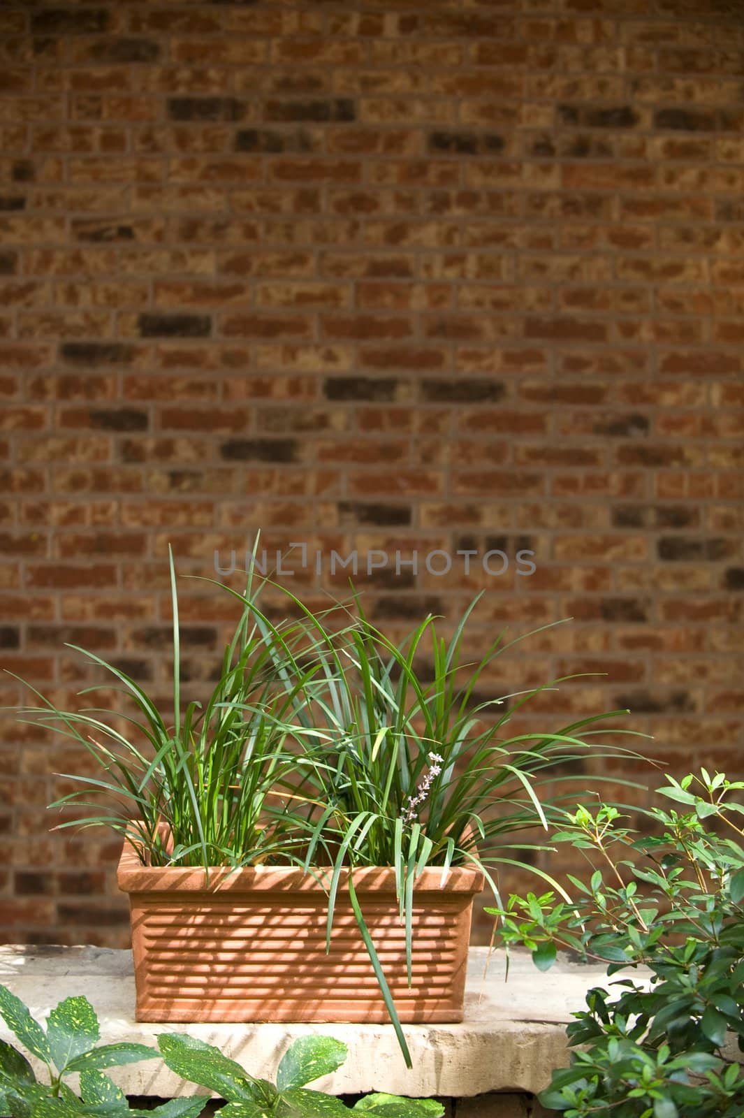 An image of a plant infront of brick wall