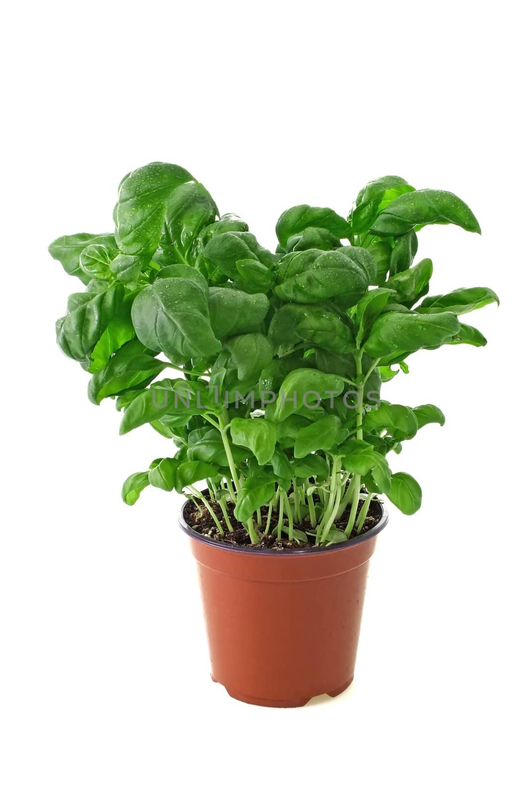 Basil in a pot on bright backround