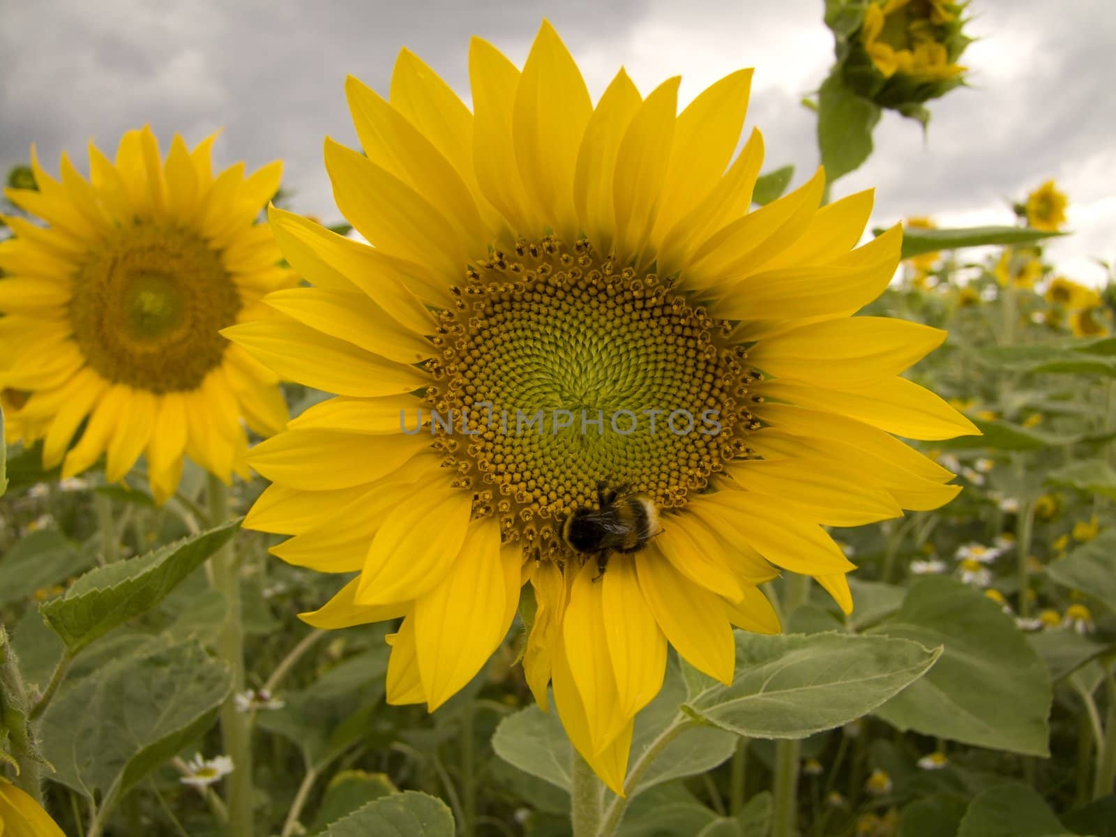 Sunflower - grown on a field