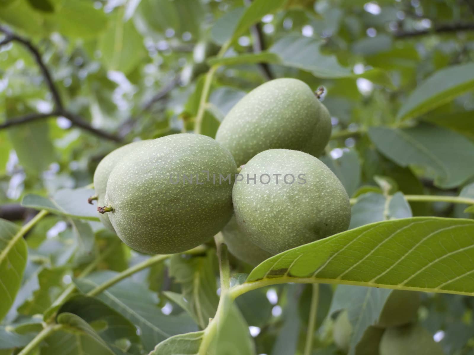 Close-up of unripe walnuts on a walnut tree